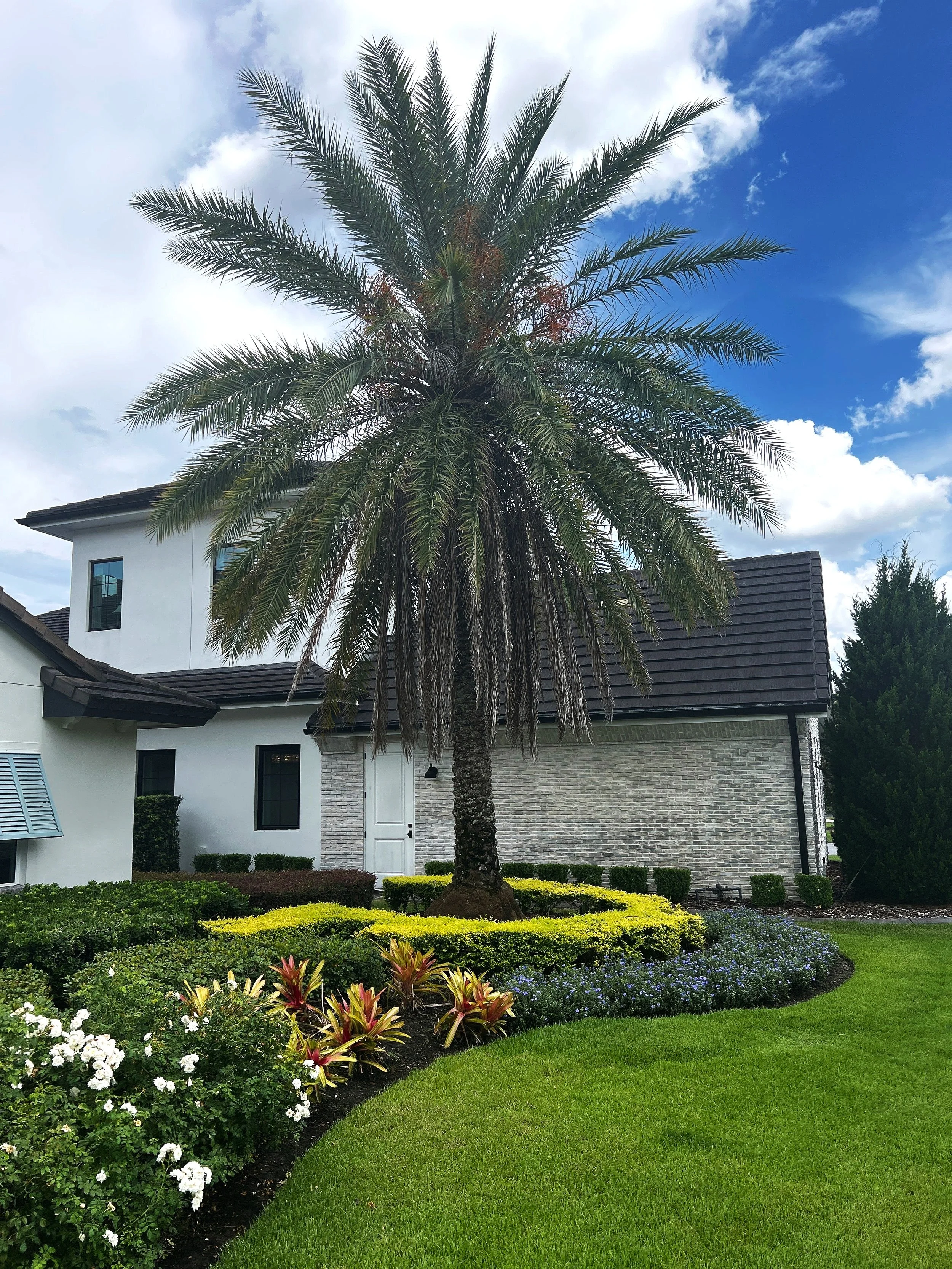 Tall palm tree in front of a white and gray house with a manicured lawn and colorful flower bed maintained by Michael Geist's Yard Works in Winter Park, FL.
