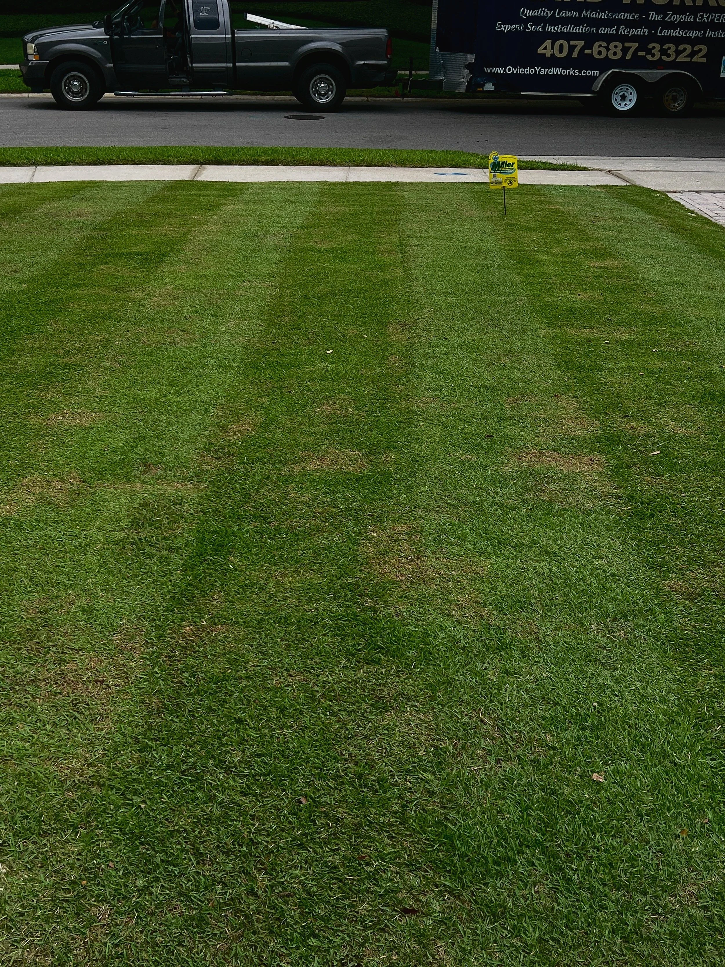 A Winter Park Zoysia Sod Lawn and Landscape which has Horticultural Services Provided by Michael Geist's Yard Works in Zone 9b