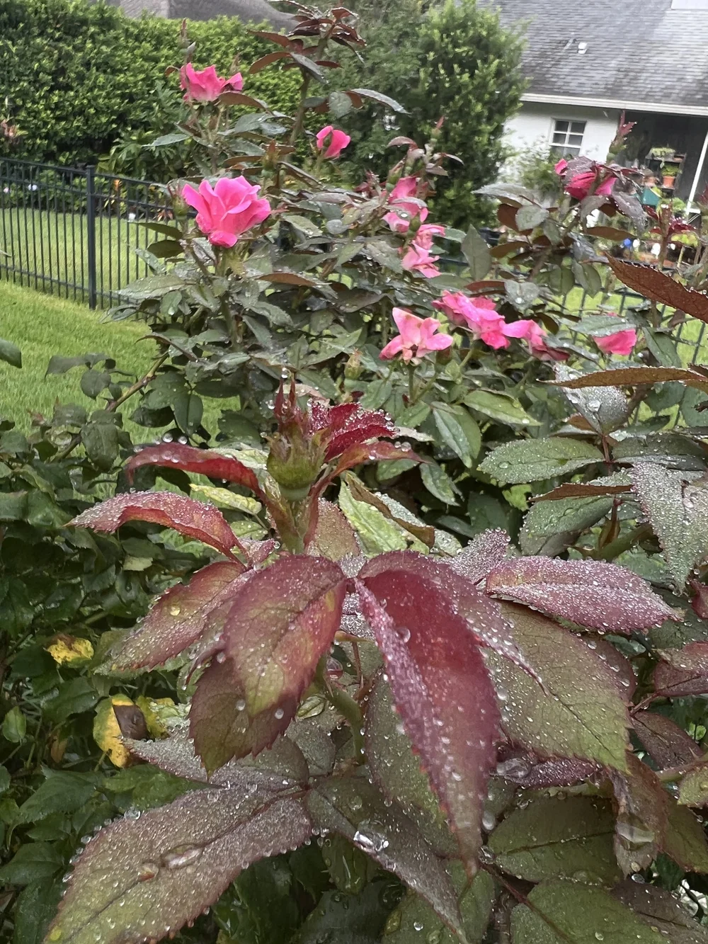 Pink roses with dew on red and green foliage in a Central Florida landscape bed