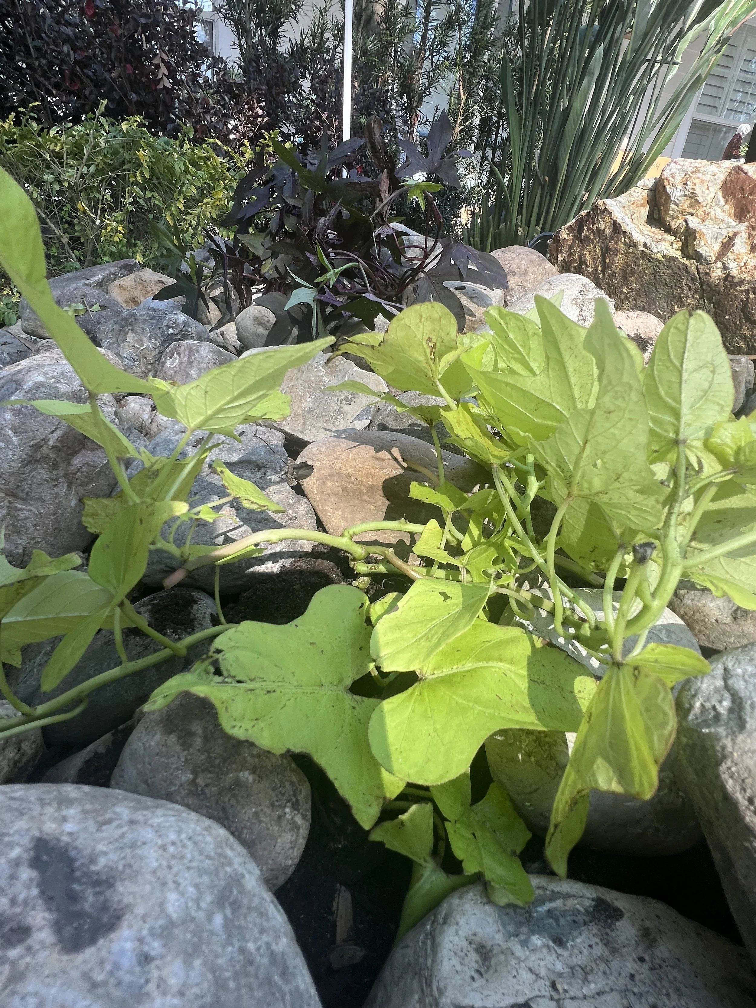 WInter Park Landscape Installation and renovation at 1411 Place Picardy including CitraZoy Zoysia Sod Installation which is watered by a irrigation make over that includes conversion over to Hunter MPR's .   RockBed Landscape Make over . All work com