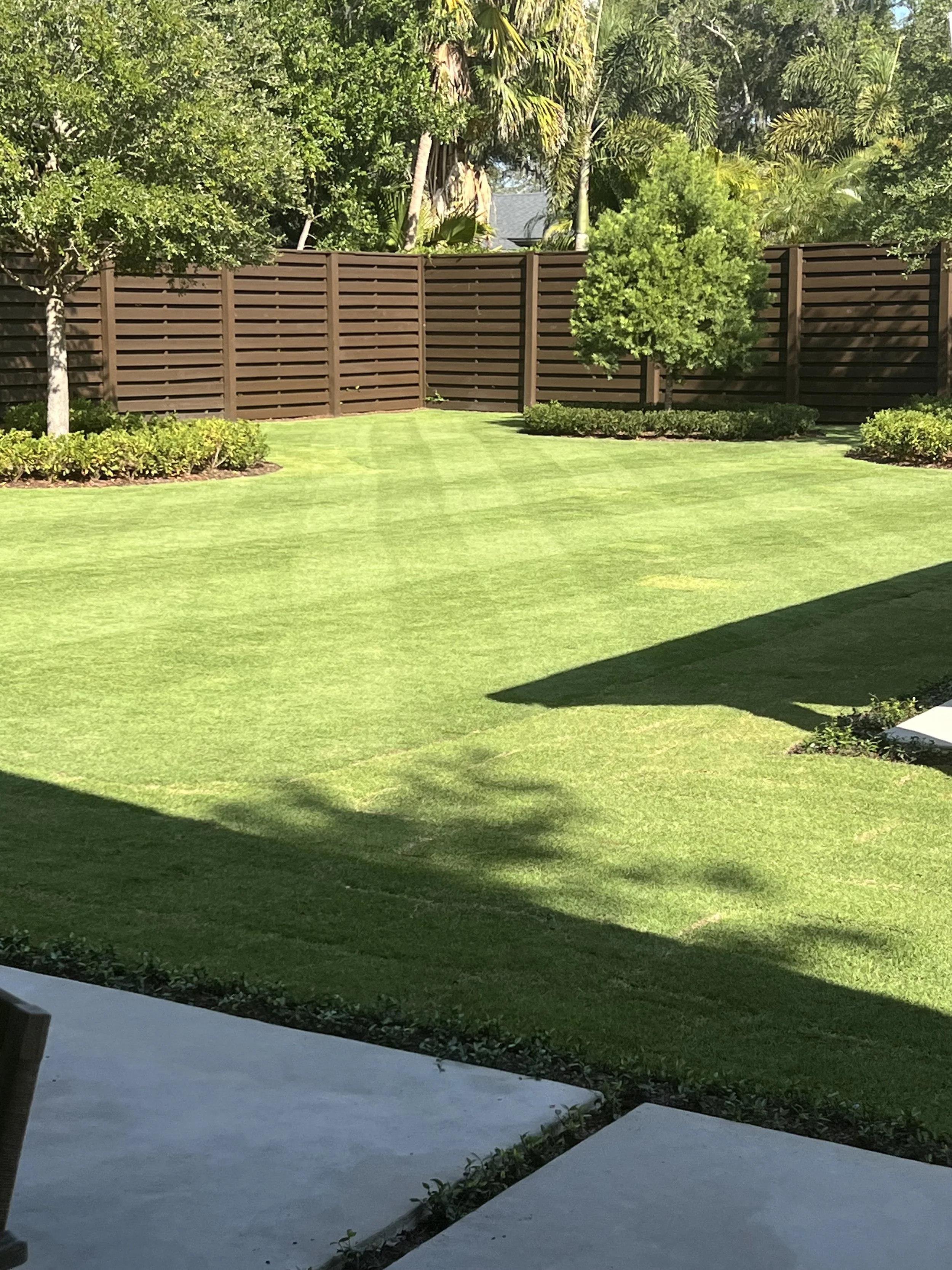 CitraZoy Zoysia retaining color.  Picture of Citrazoy from december of 2025 . Beautiful Zoysia Sod - Zone b  - Winter Park / Maitland Florida .   Michael Geist's Yard Works 