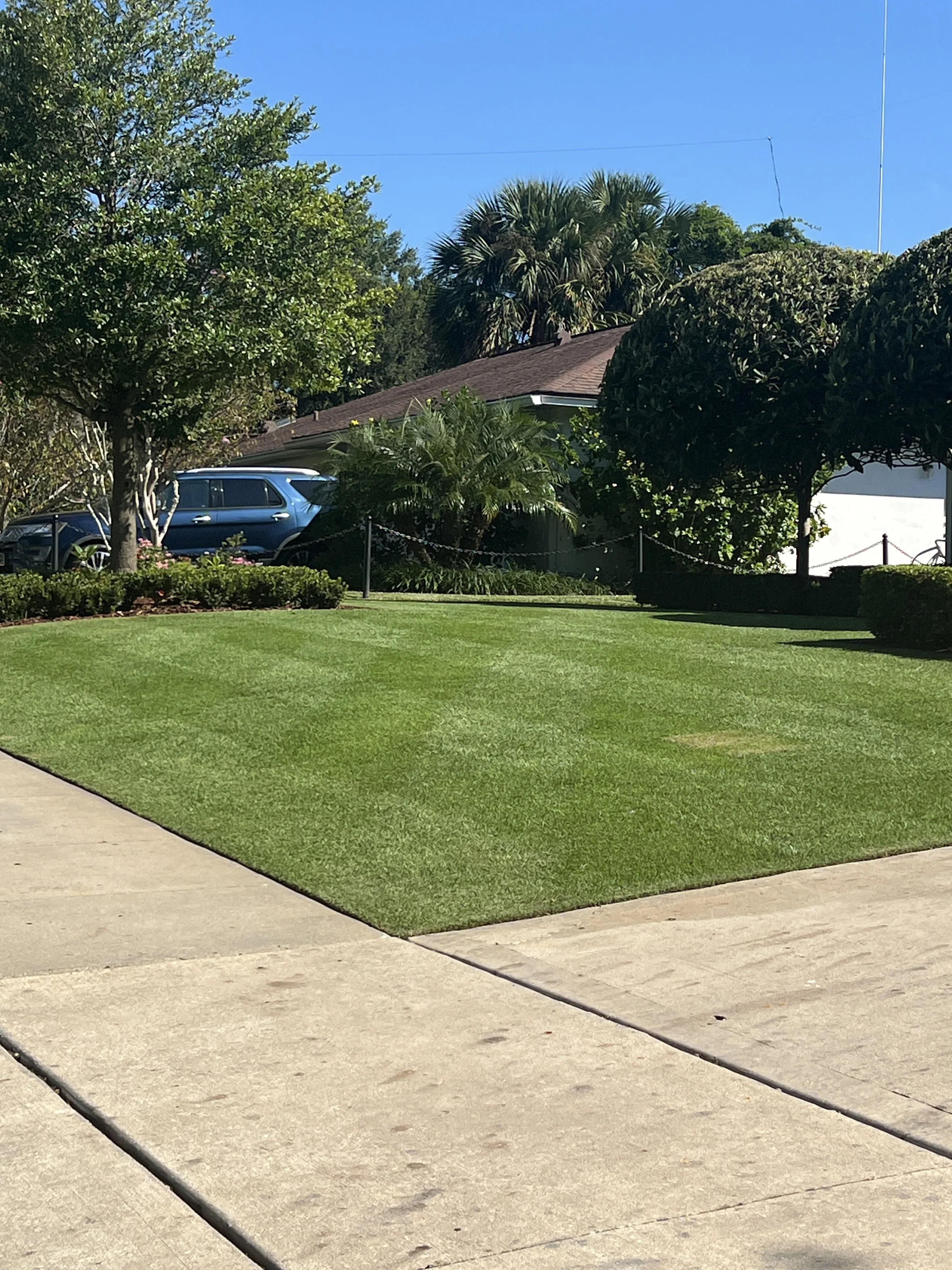 Citrazoy Zoysia in Winter park florida 32789 | Michael Geist's Yard Works