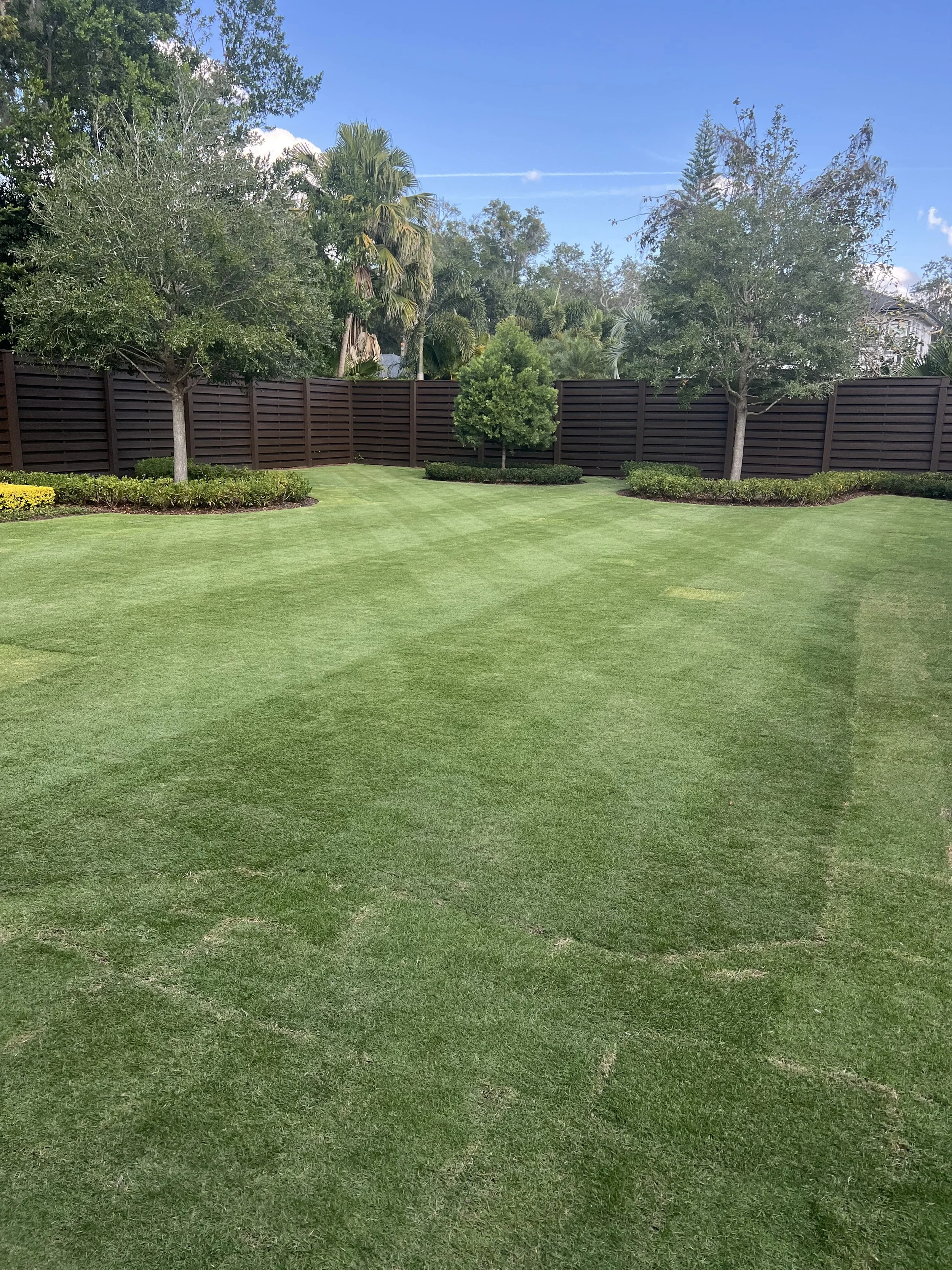 CitraZoy Zoysia sod retaining color.  Picture of Citrazoy  Zoysia SOD from december of 2025 . Beautiful Zoysia Sod - Zone b  - Winter Park / Maitland Florida .   Michael Geist's Yard Works 