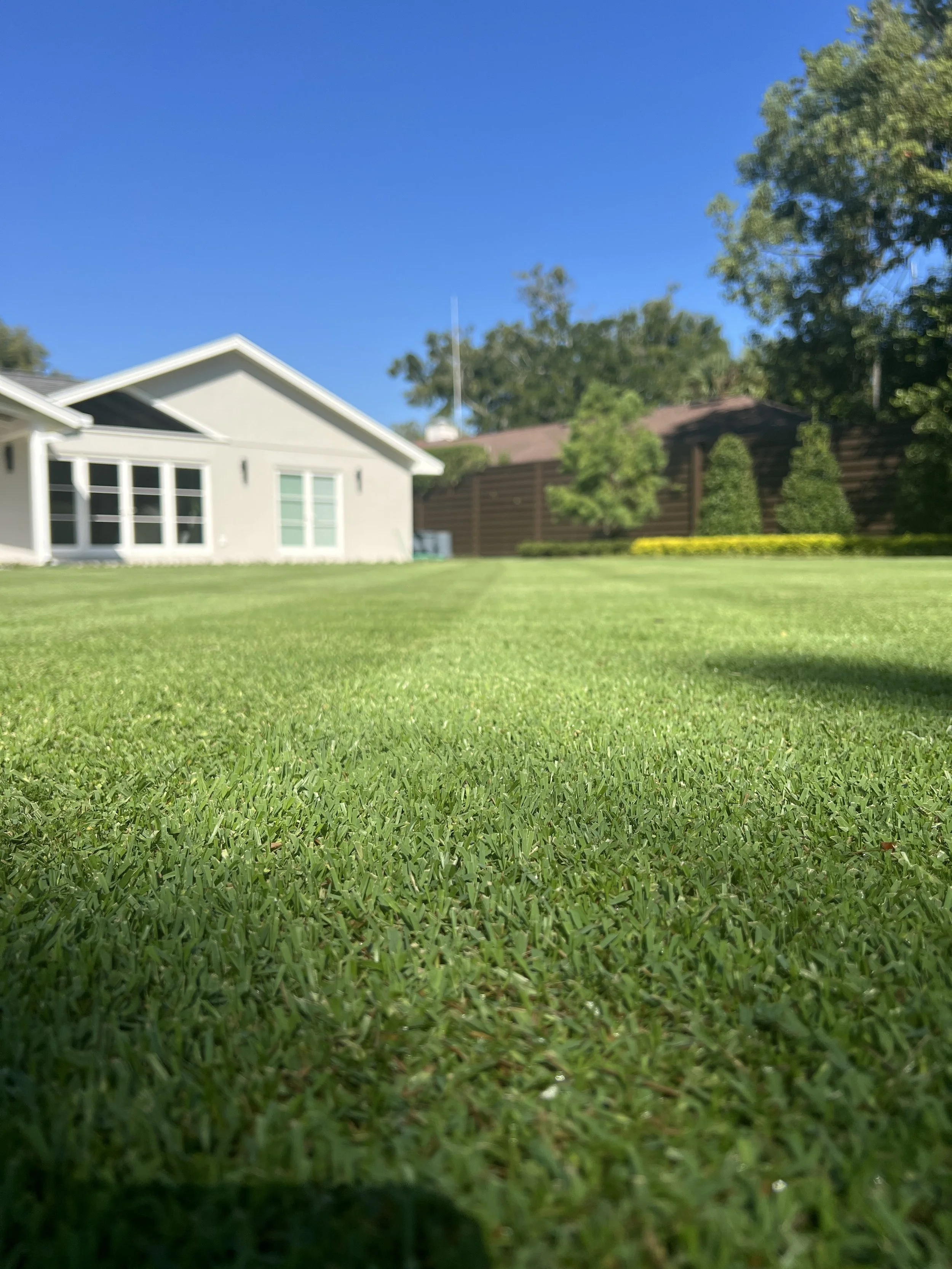 Citrazoy Zoysia in Winter Park Florida | Michael Geist's Yard Works