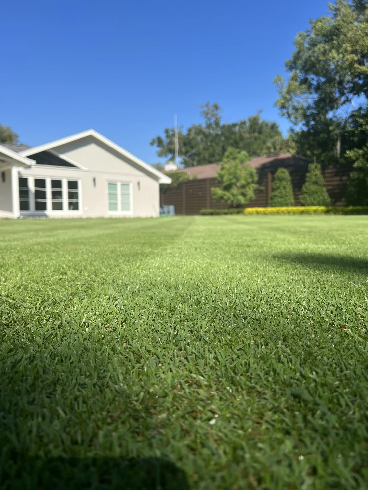 CitraZoy Zoysia sod close-up in Winter Park