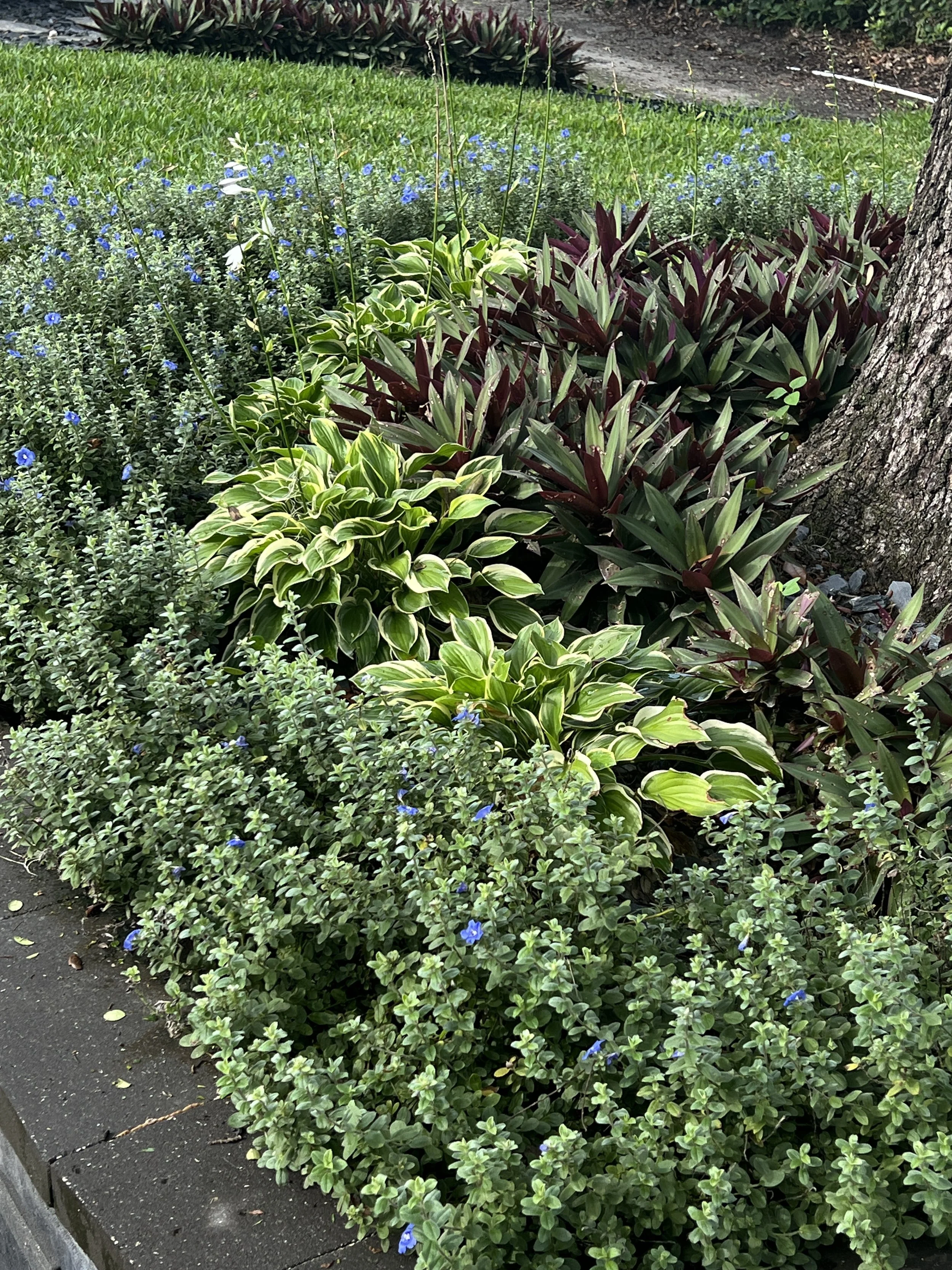 Winter Park 32789  Landscape Installation | Michael Geist's Yard Works