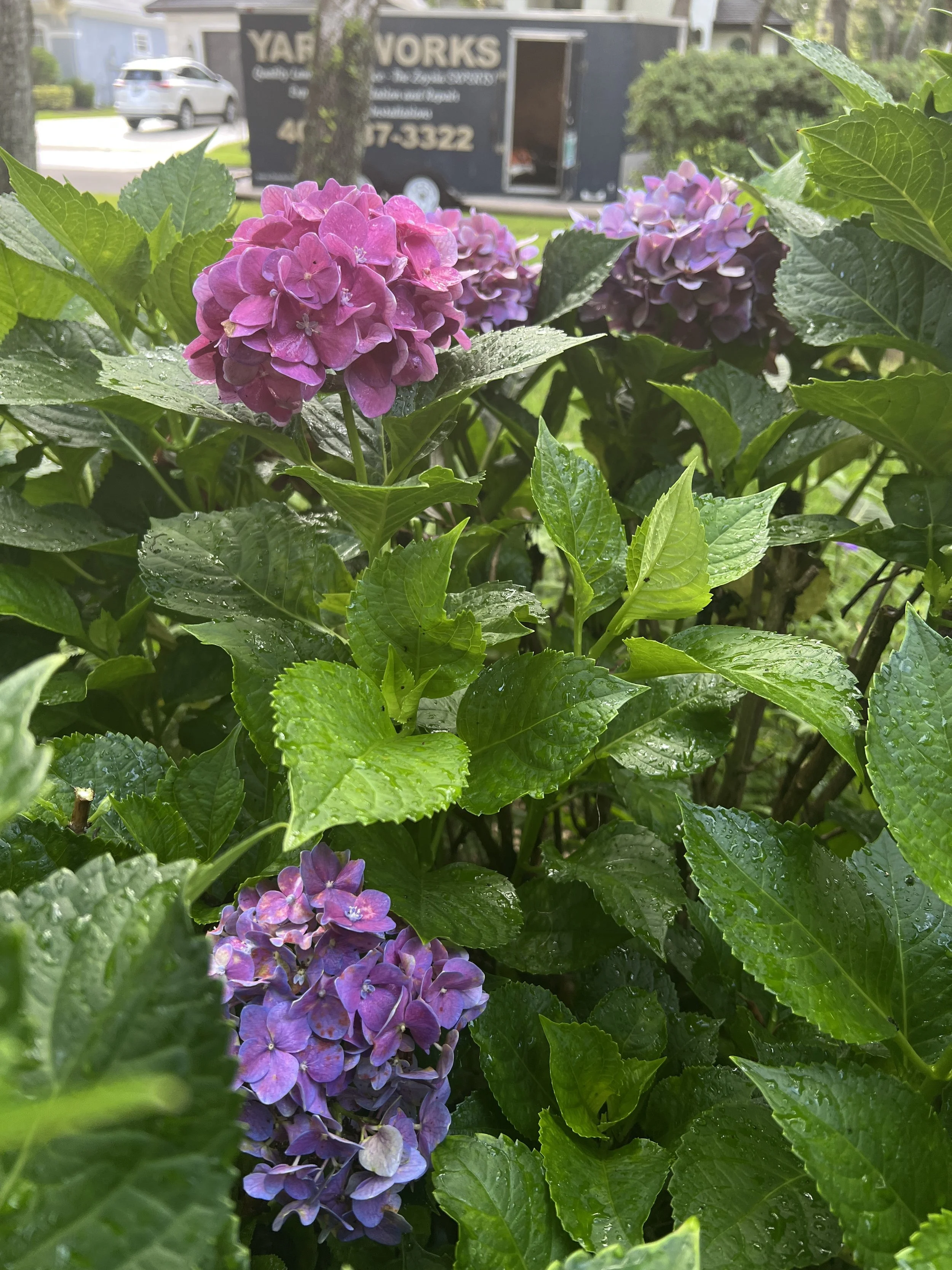 Close-up of purple hydrangea flowers with wet green leaves in the foreground, and a blurred background showing a food trailer and a parked car.