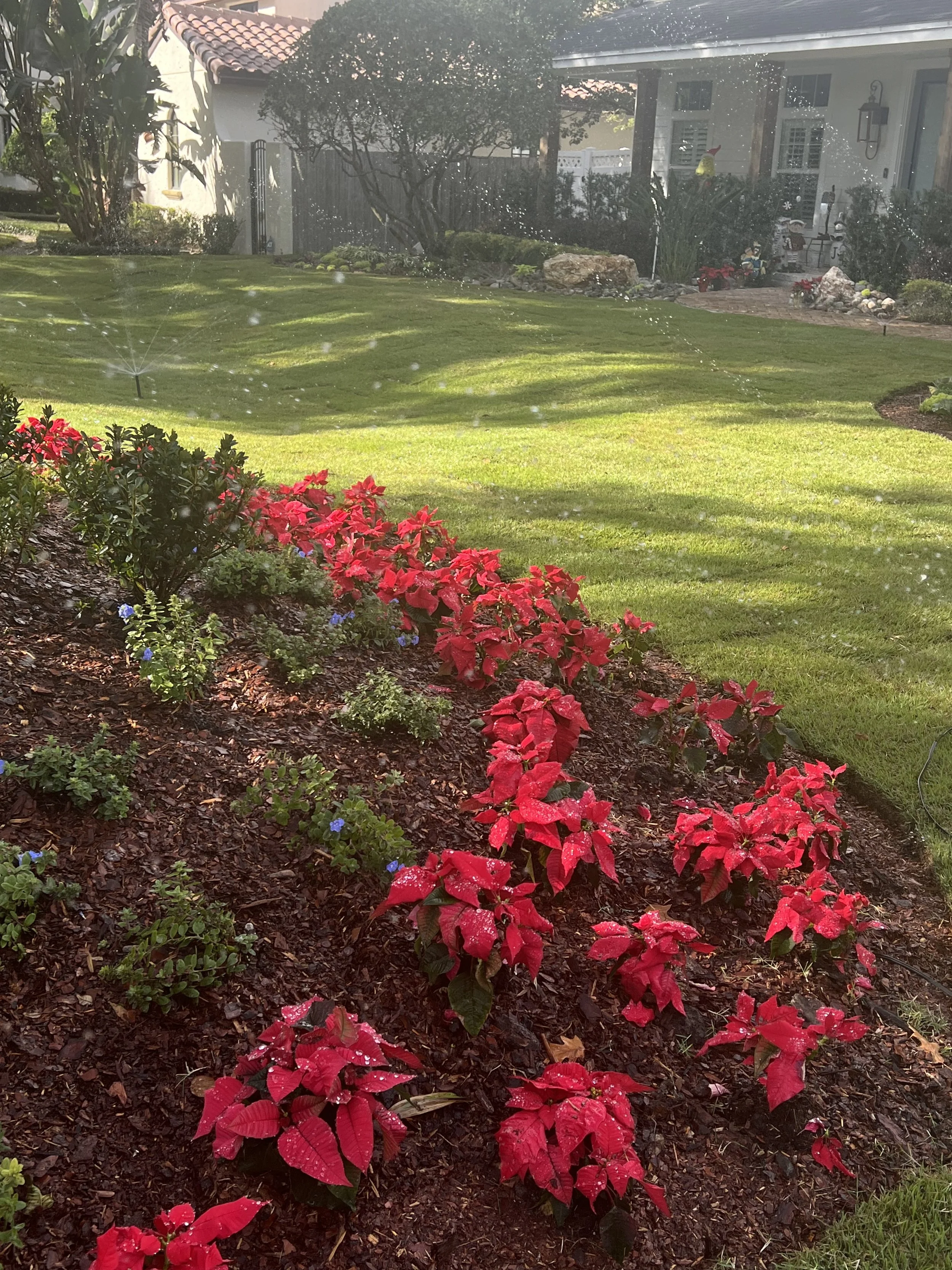 WInter Park Landscape Installation and renovation at 1411 Place Picardy including CitraZoy Zoysia Sod Installation which is watered by a irrigation make over that includes conversion over to Hunter MPR's .   RockBed Landscape Make over . All work com