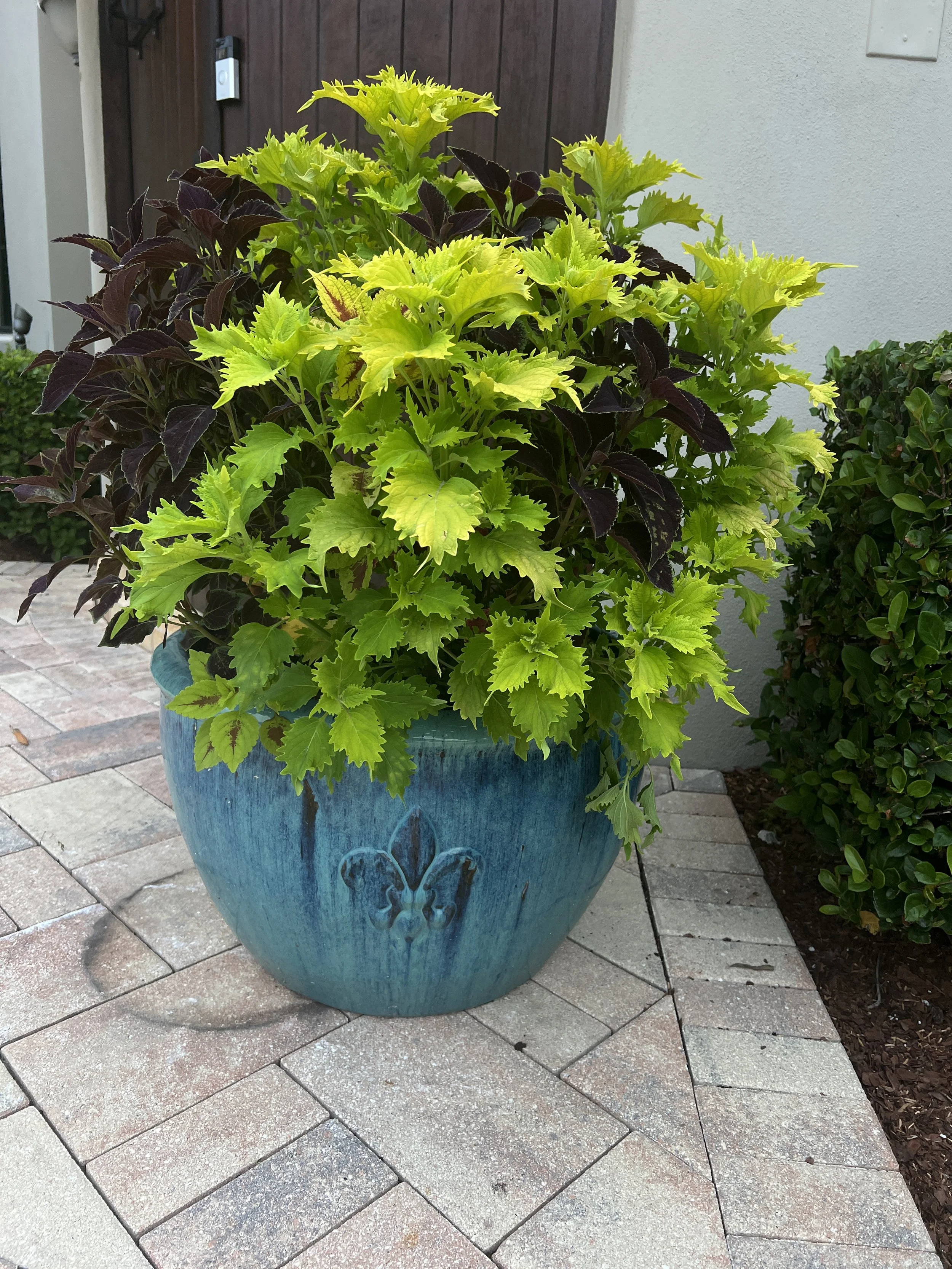 Large pottery planter with green and dark purple leafy plants, placed on a paved patio next to a wall and shrubbery.