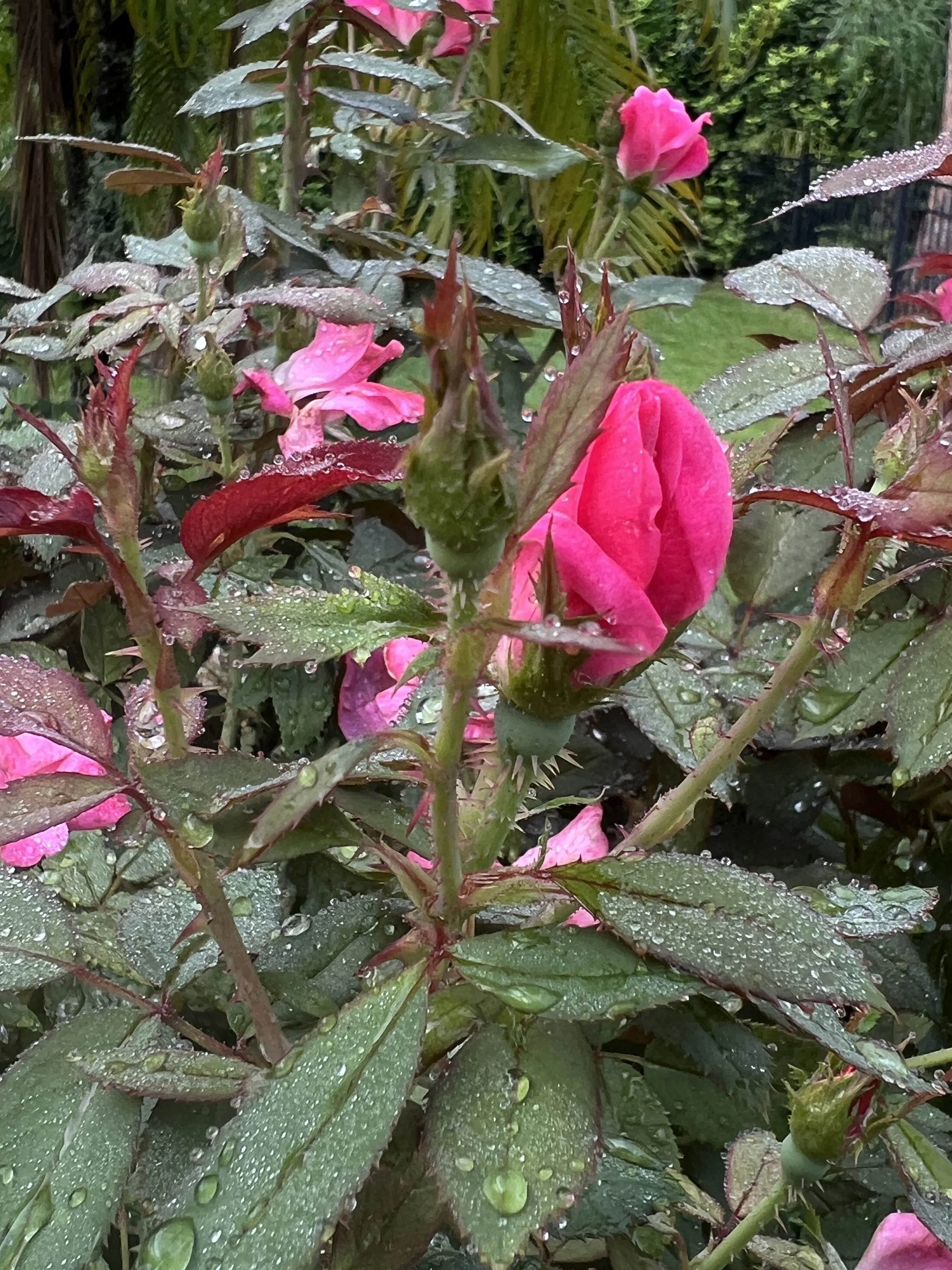 Roses in bloom in Oviedo Florida Landscape Zone 9b in July of 2025 . Pruning and other Horticultural Services provided by Michael Geist's Yard Works