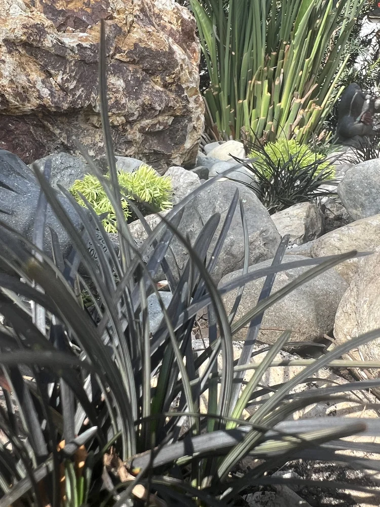 Completed landscape design project in Winter Springs area