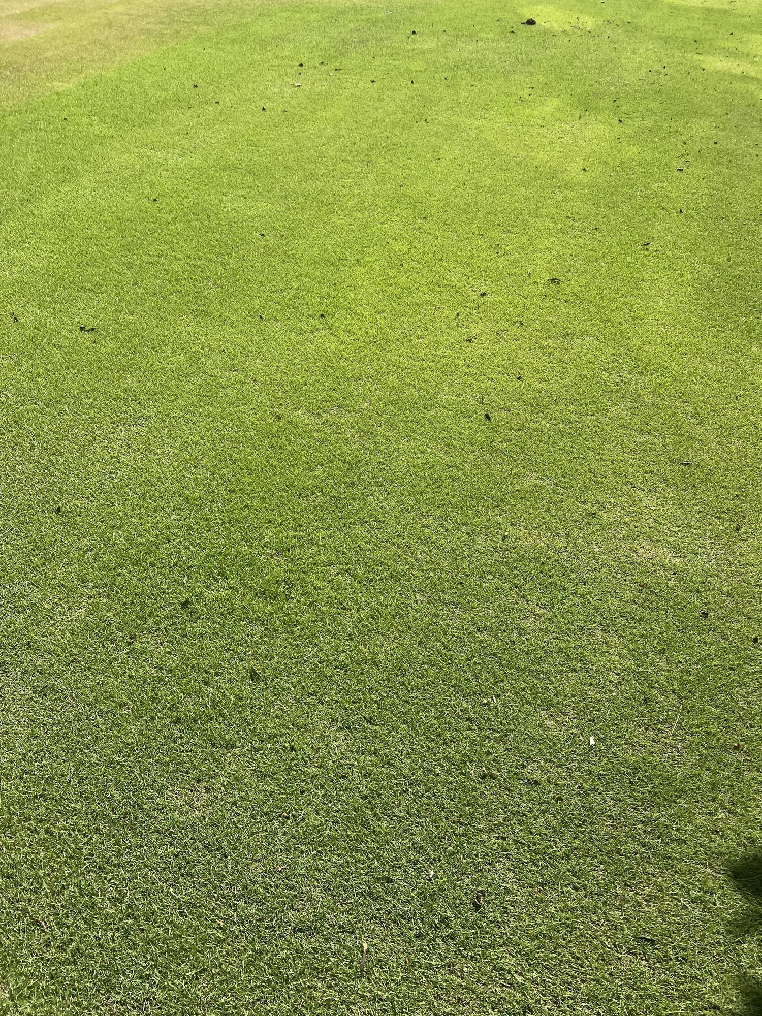 Winter Park zoysia lawn care professional reel mowing service 32789