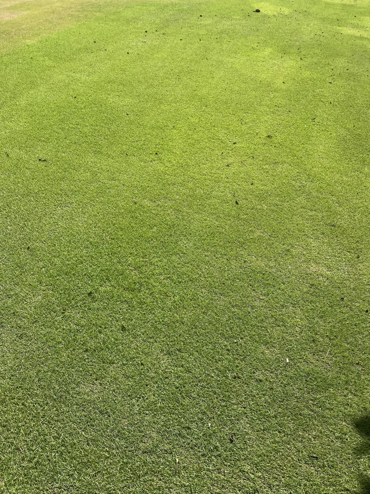 Zoysia grass close-up showing clean reel cut blade edges