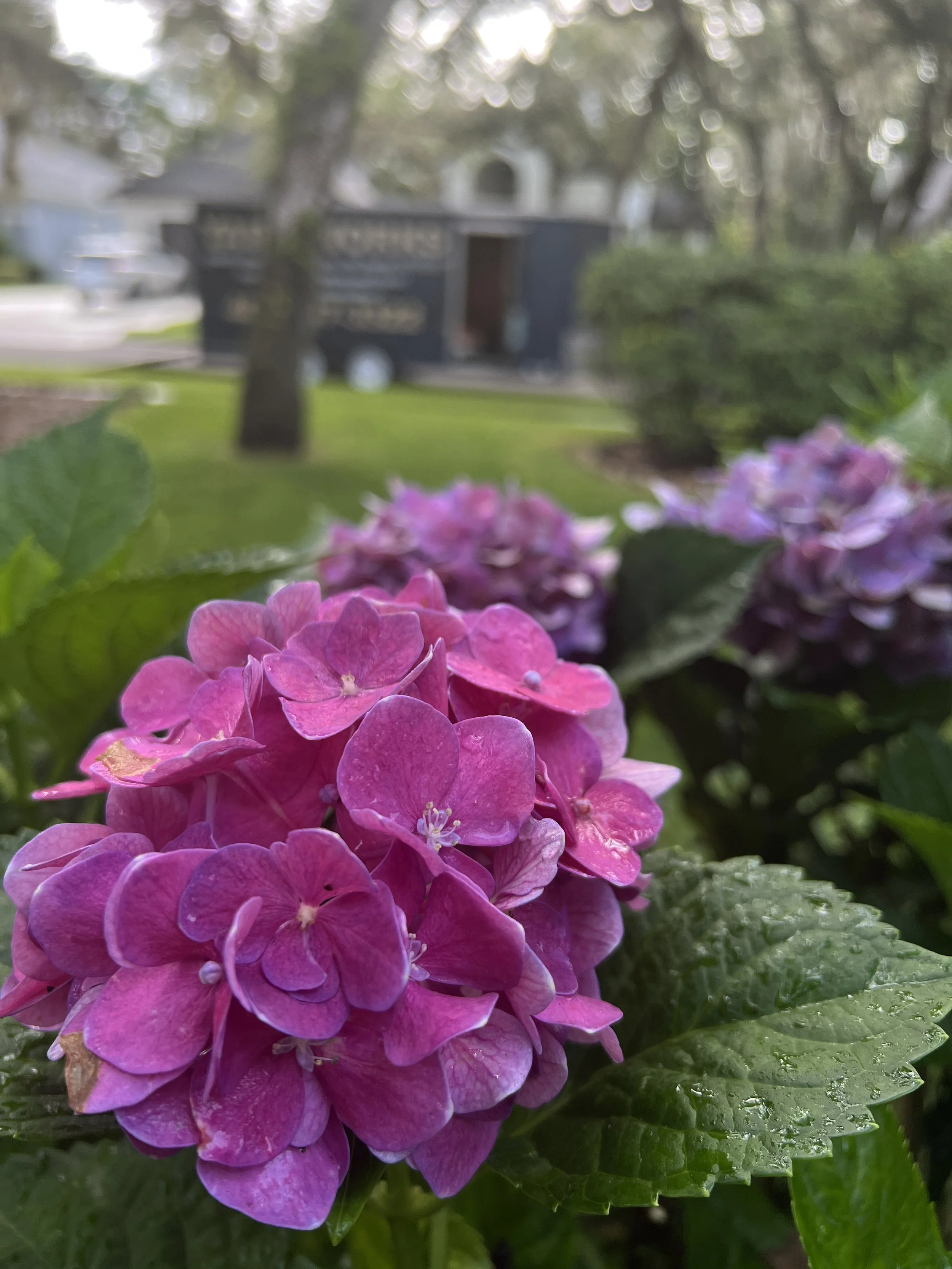 Hydrangea In Winter Park Landscape Pruned and cared for - Horticultural Services Provided by Michael Geist's Yard Works in Zone (b