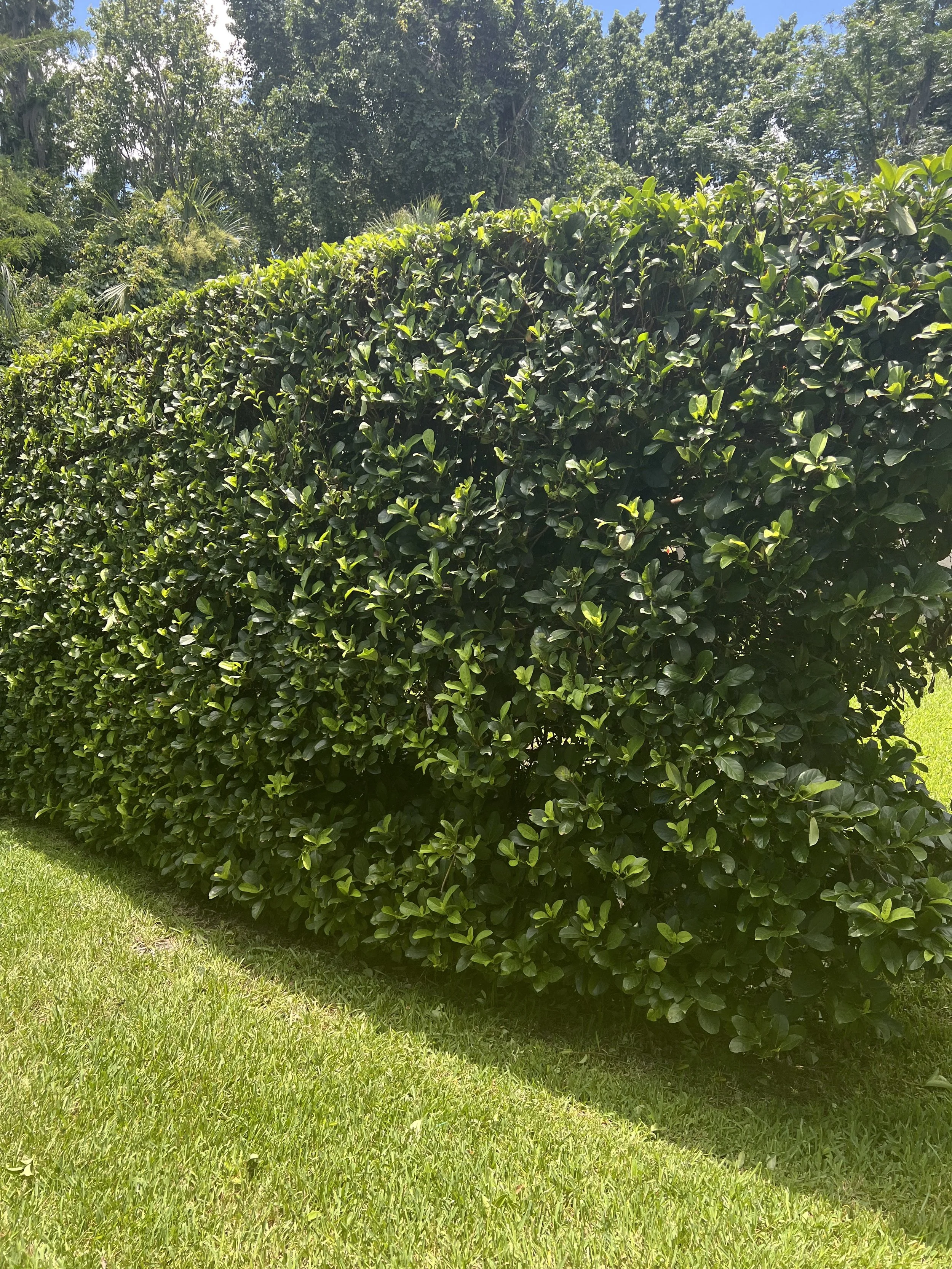 Well Groomed Viburnum Shrub who's horticultural Services are provided by Michael Geist's Yard Works in Zone 9b Oviedo Florida Landscaper .