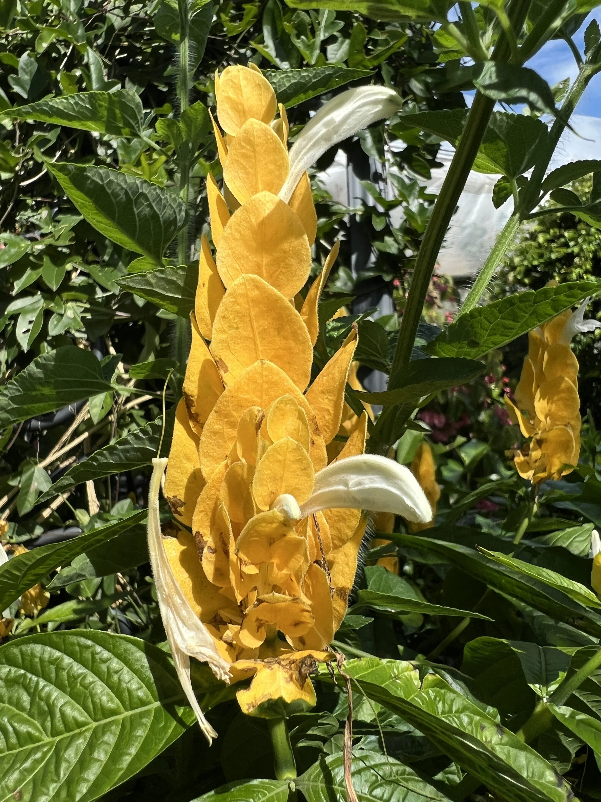 A yellow flower with elongated petals and white blooms on a green leafy plant outdoors in sunlight.