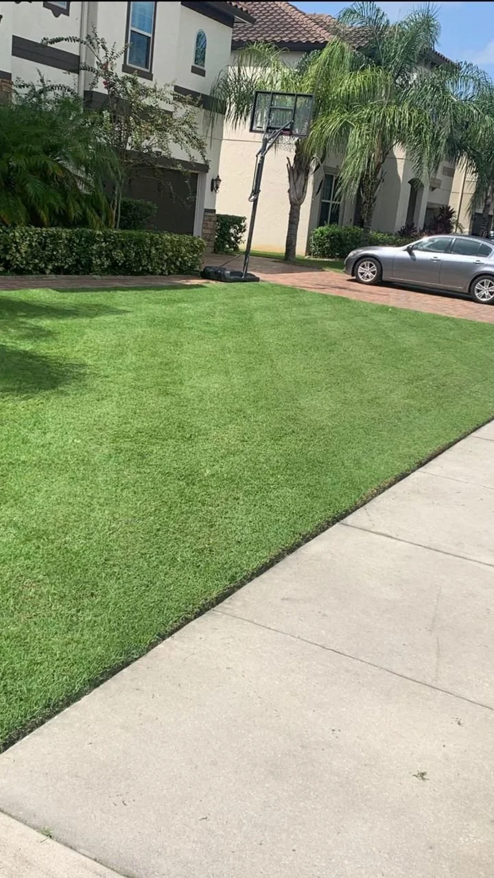 Reel-mowed Empire Zoysia front lawn along a sidewalk in Oviedo Florida