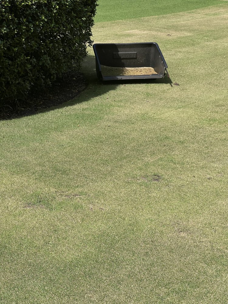 Geo zoysia variety similar to Zeon in Winter Springs near Oviedo