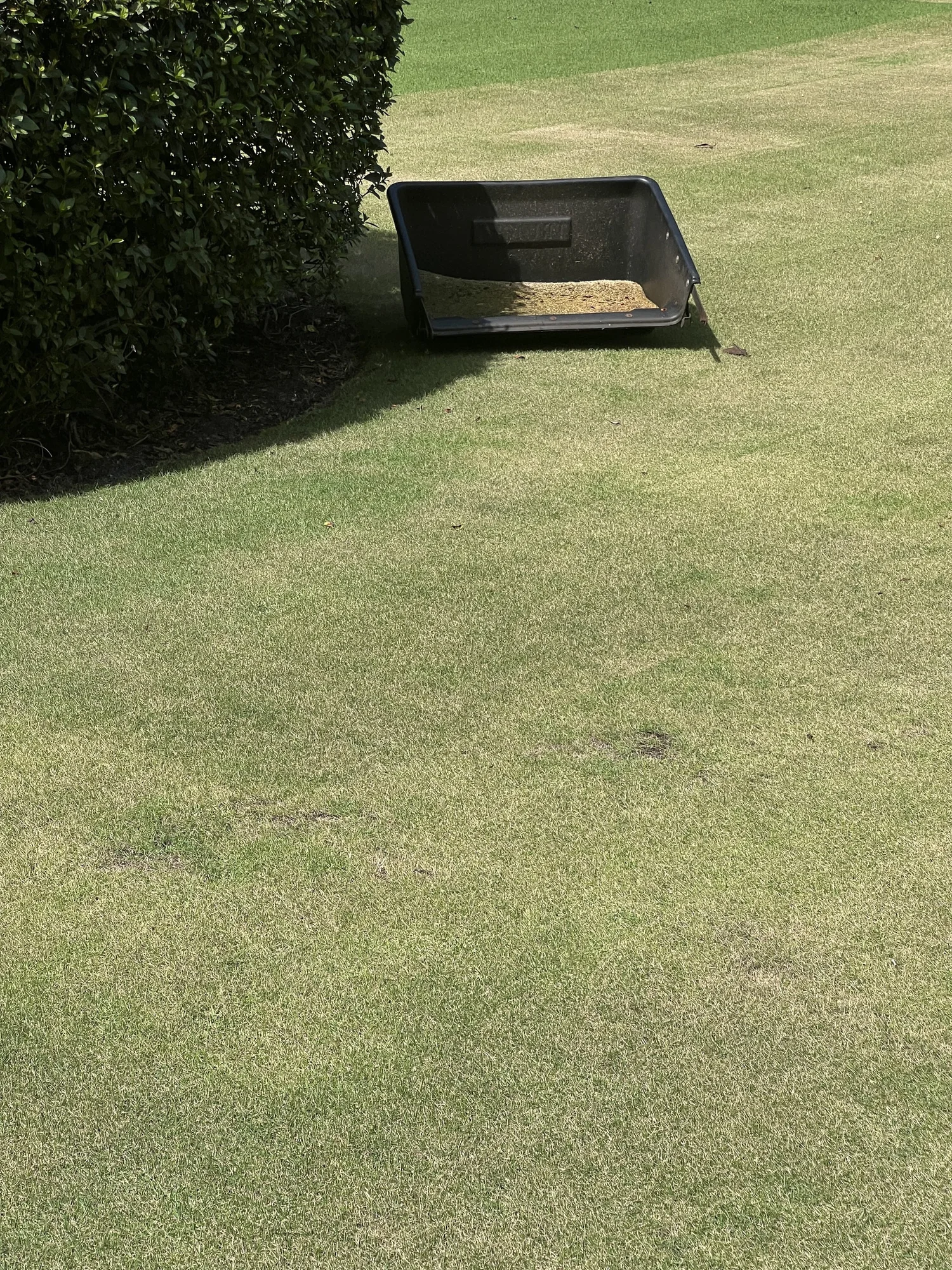 Dense zoysia canopy lawn renovation Winter Park reel mowing 32789