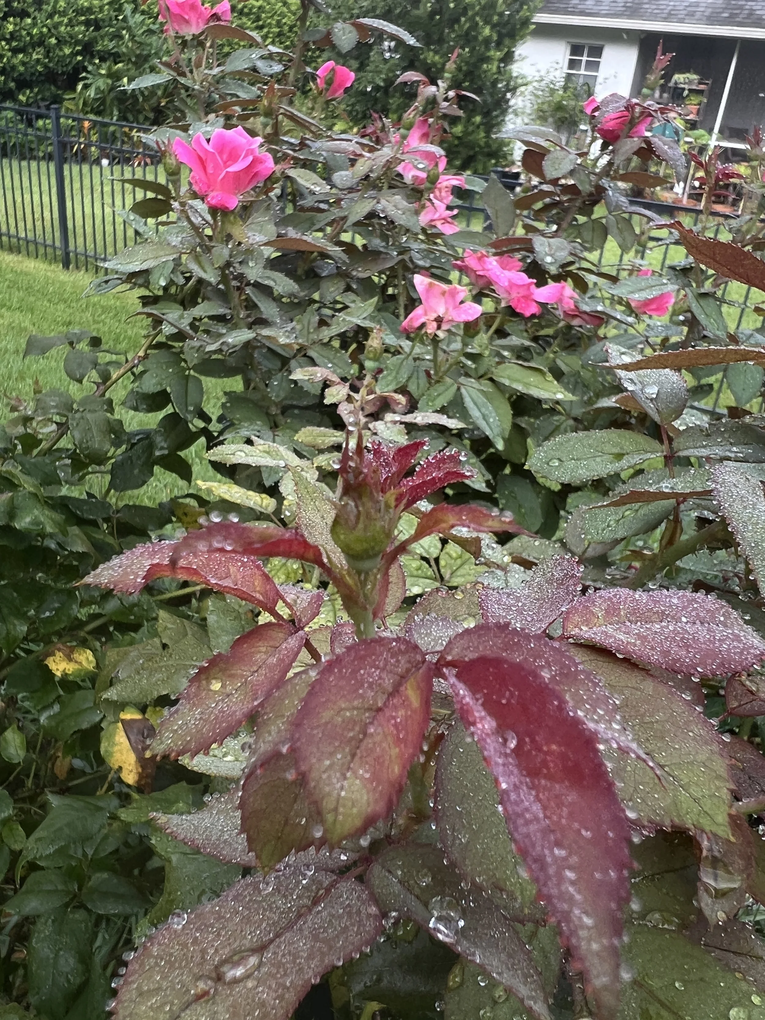 Roses in bloom in Oviedo Florida Landscape Zone 9b in July of 2025 . Pruning and other Horticultural Services provided by Michael Geist's Yard Works