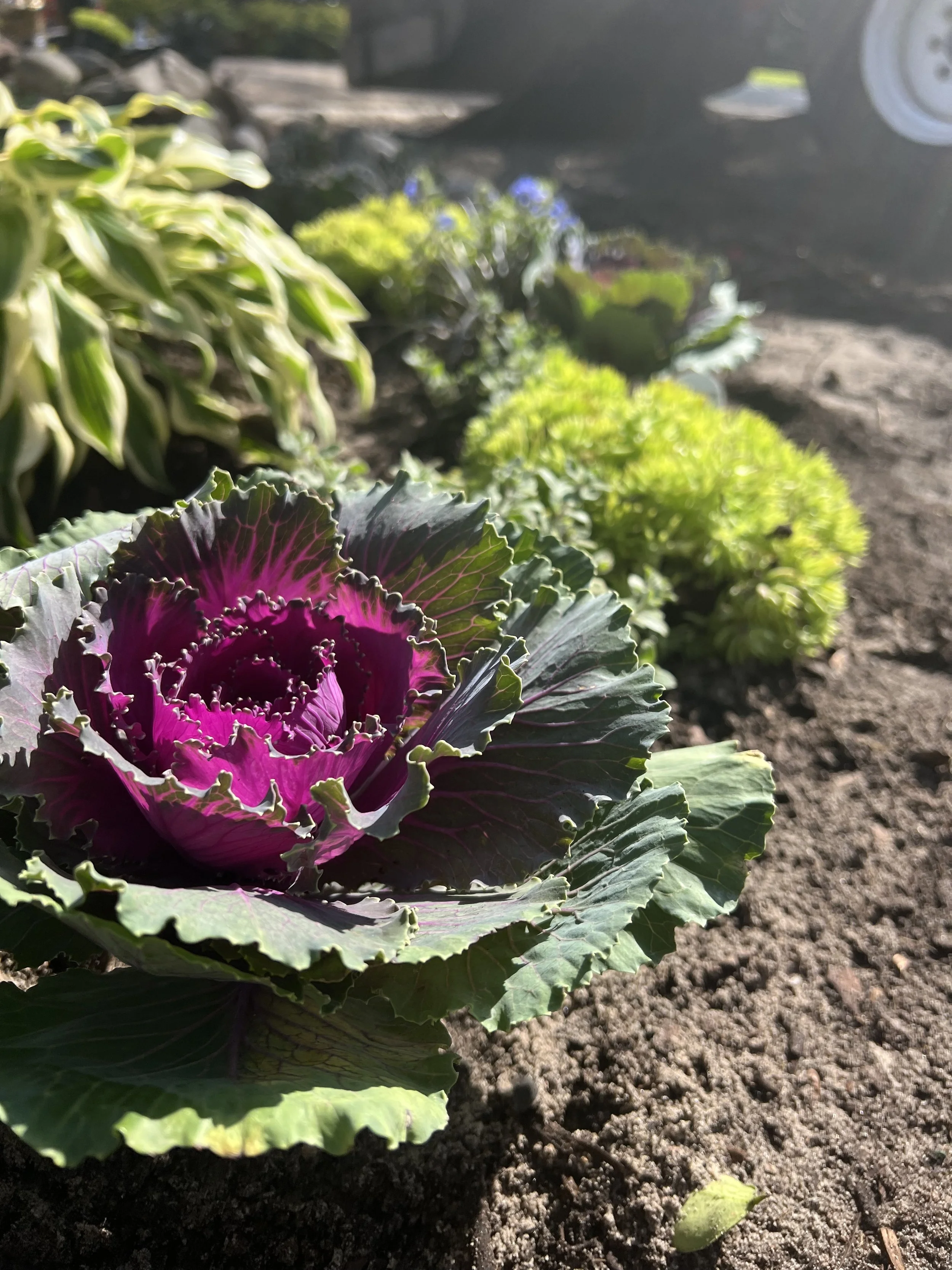 Close-up of a purple and green ornamental cabbage plant growing in soil, with other similar plants and a rocky background, sunlight illuminating the scene.