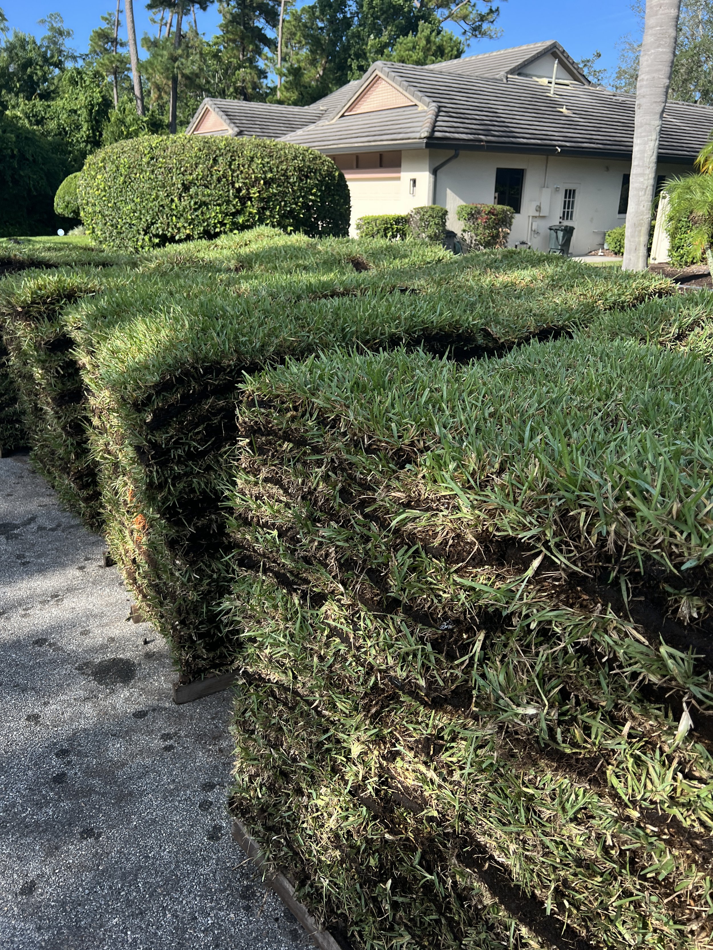 Pro Vista  St. Augustine Sod in Zone 9b Winter Park Florida | Michael Geist's Yard Works