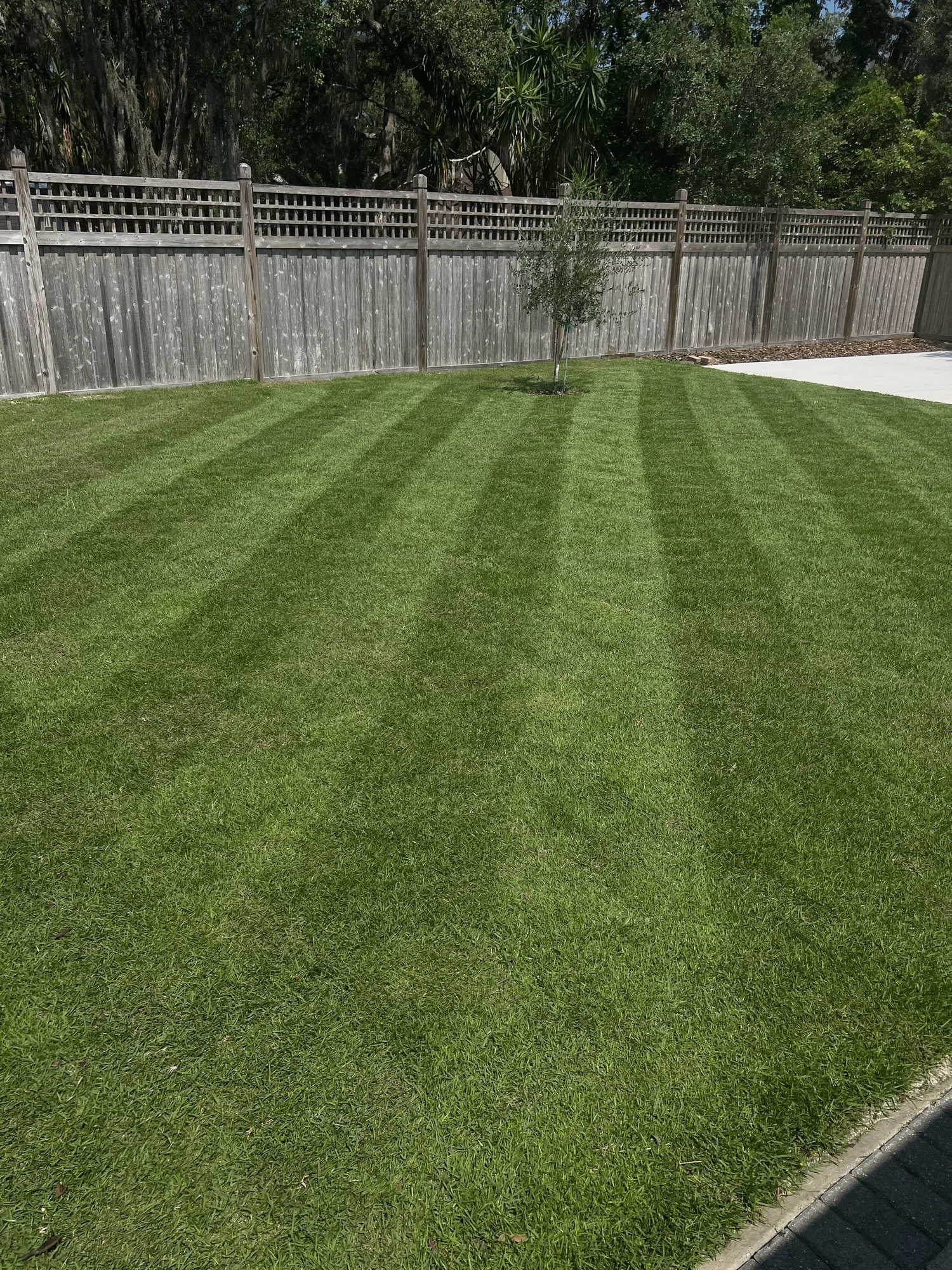 Striped zoysia lawn Catalyst reel mower Winter Park FL 32789