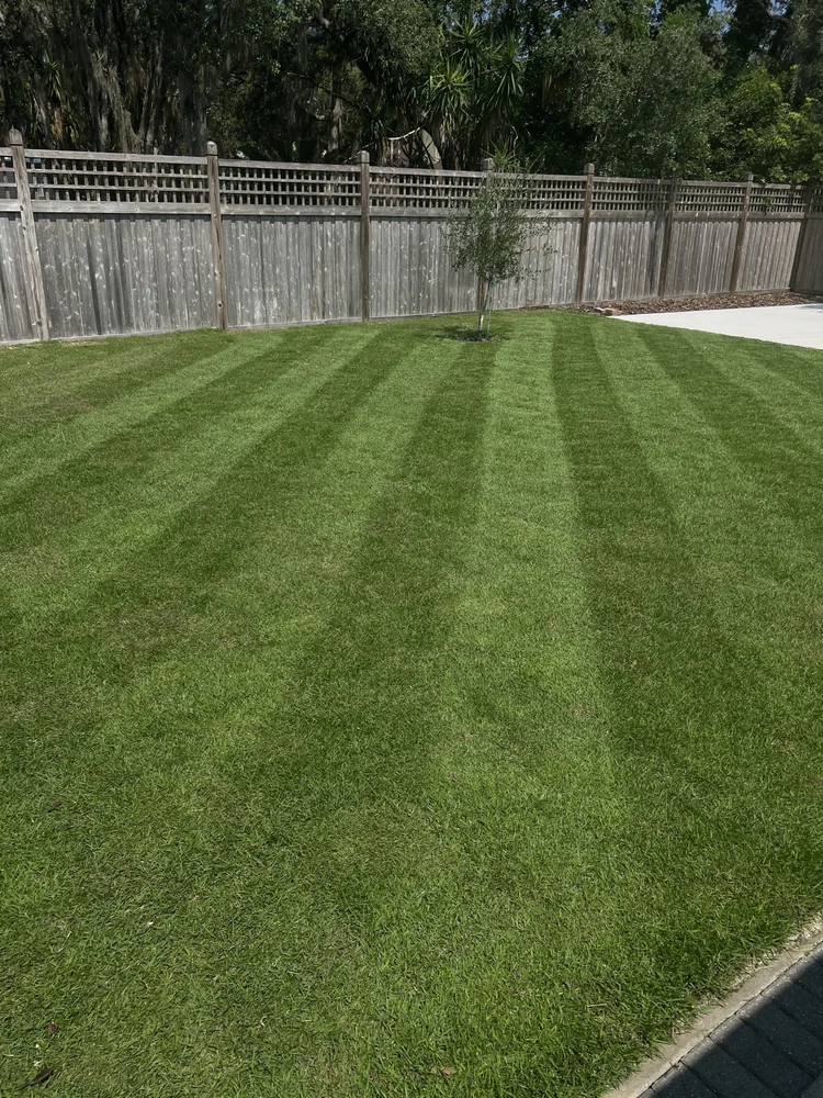 Empire zoysia in Winter Springs lawn
