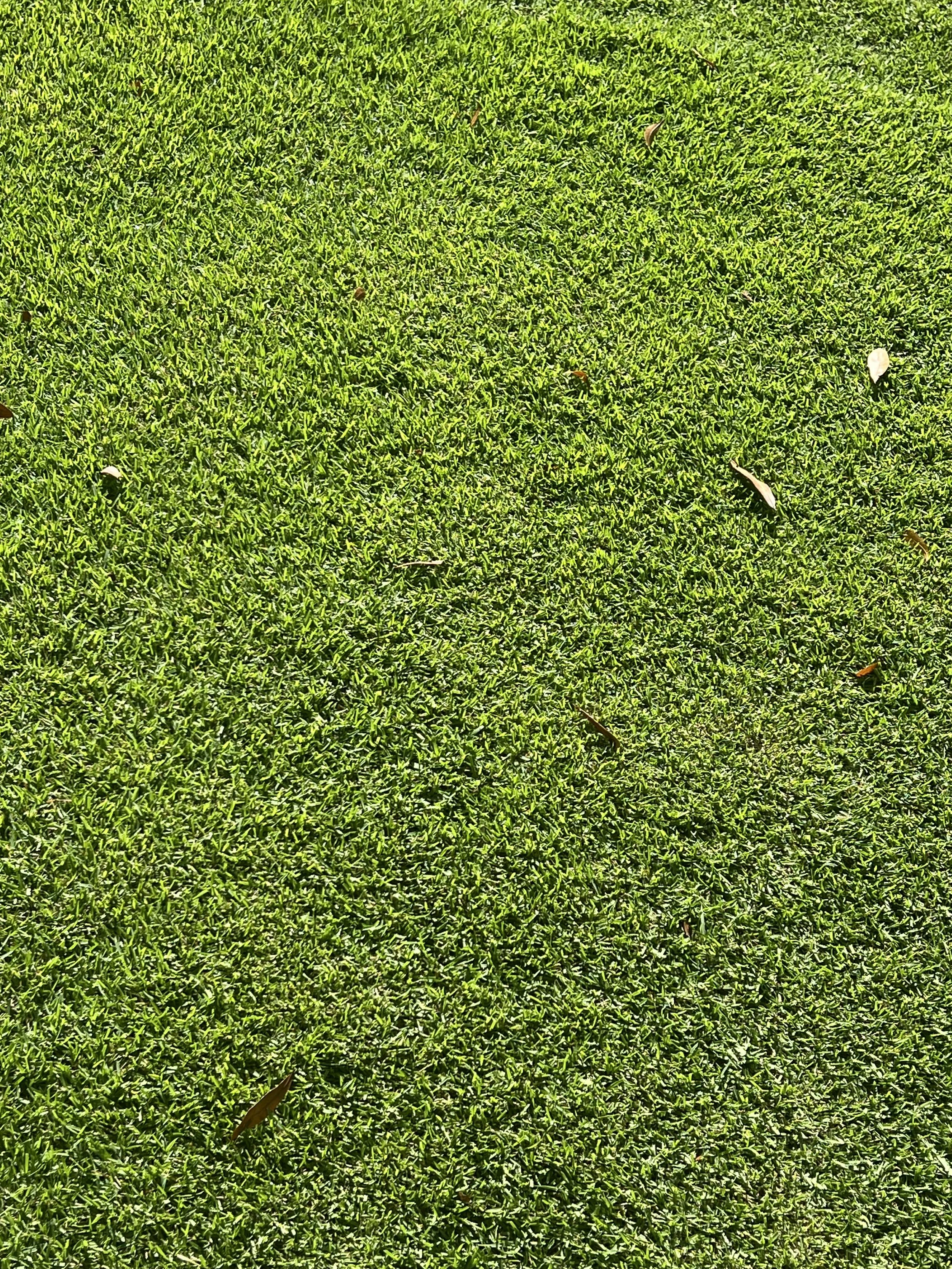 CitraZoy Zoysia sod retaining color.  Picture of Citrazoy  Zoysia SOD from december of 2025 . Beautiful Zoysia Sod - Zone b  - Winter Park / Maitland Florida .   Michael Geist's Yard Works  - What zoysia grass is right for your Orlando Yard? 