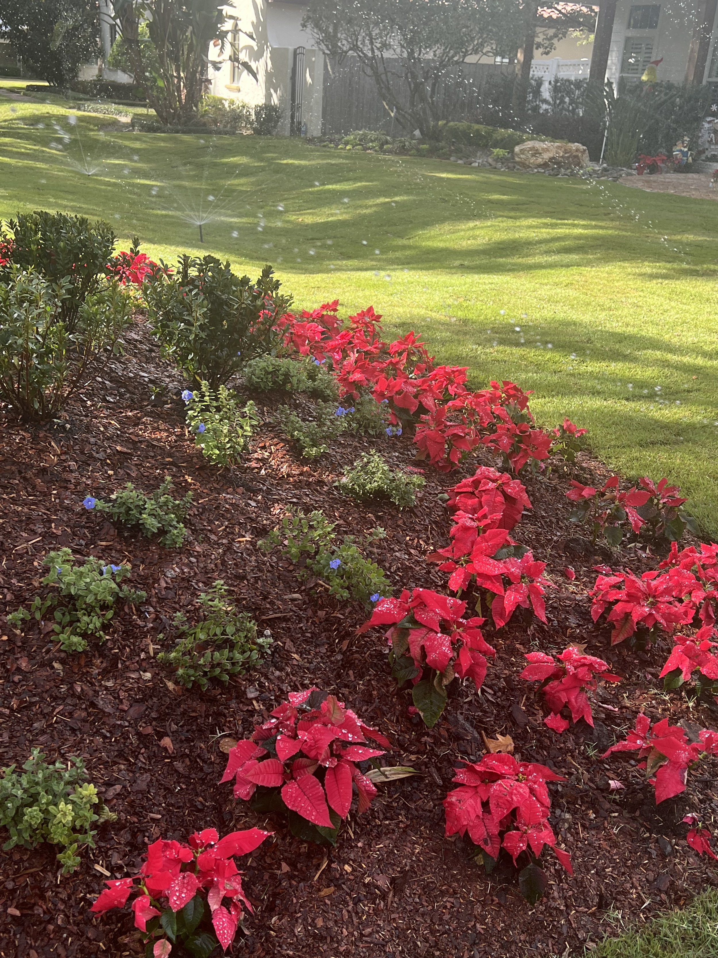 WInter Park Landscape Installation and renovation at 1411 Place Picardy including CitraZoy Zoysia Sod Installation which is watered by a irrigation make over that includes conversion over to Hunter MPR's .   RockBed Landscape Make over . All work com