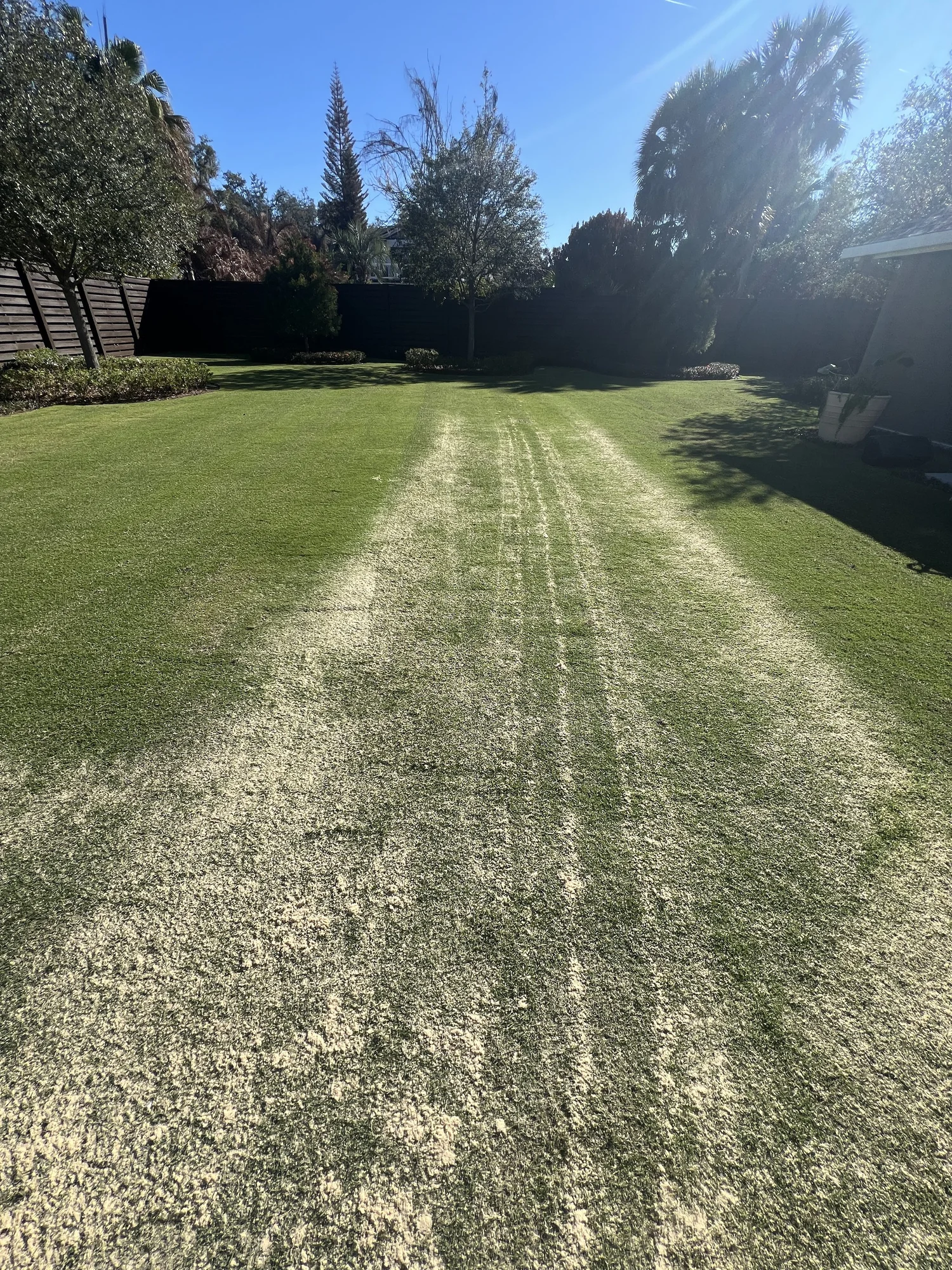 Zoysia lawn renovation before and after Winter Park FL 32789