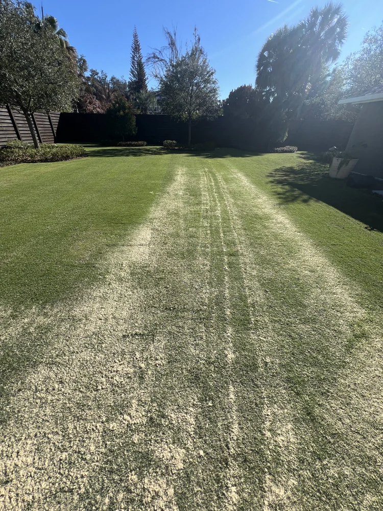 Top dressing application on citrazoy zoysia