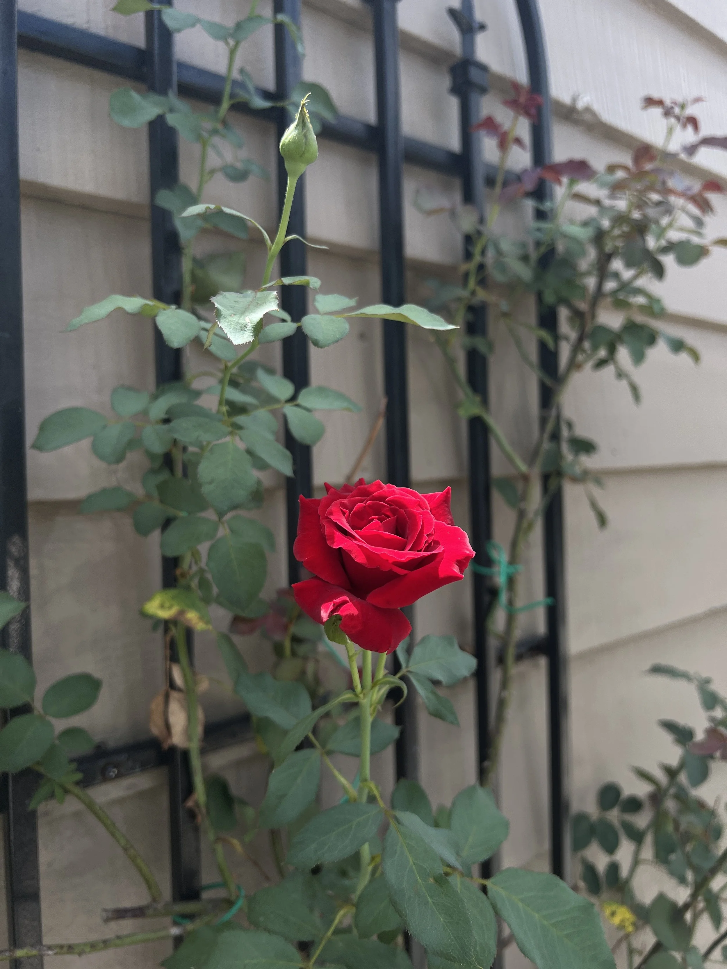 A climbing Rose in Oviedo Florida landscape in zone 9b . This climbing rose is provided horticultural services by Michael Geist's Yard Works