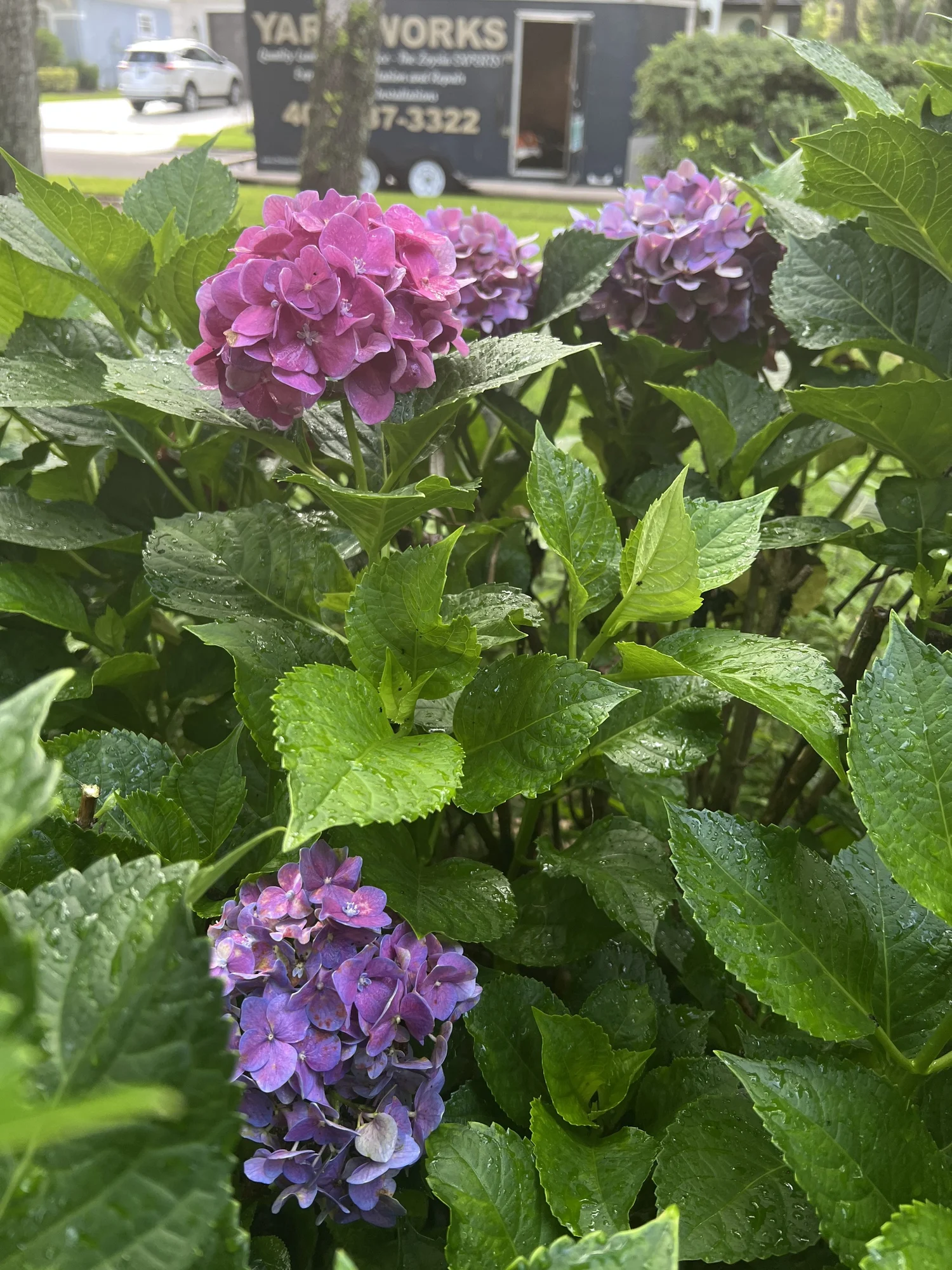 Purple hydrangea blooms beaded with rain in a shaded Winter Park, Florida landscape bed