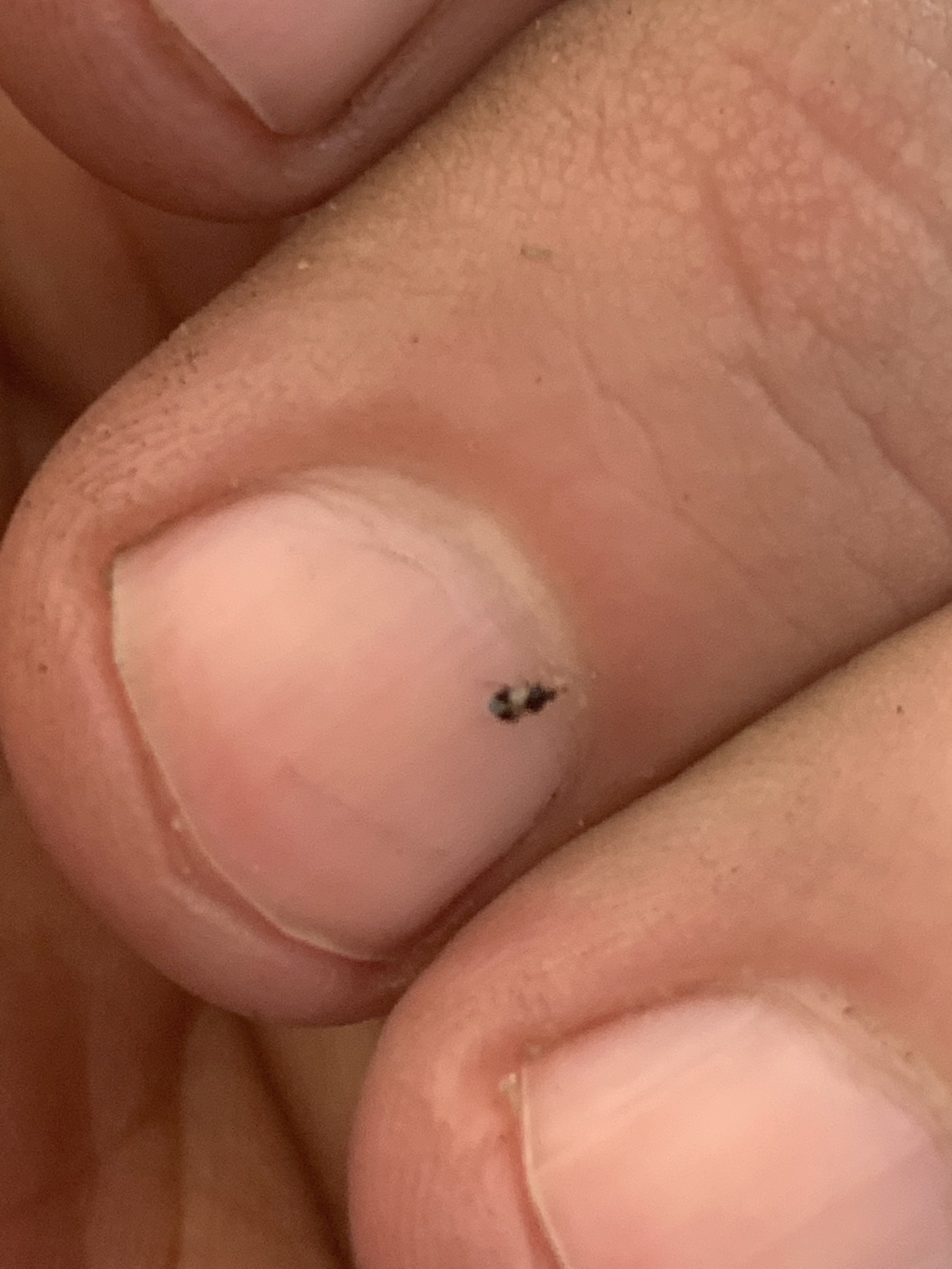 adult chinch bug found in a winter park lawn of St. Augustine Sod