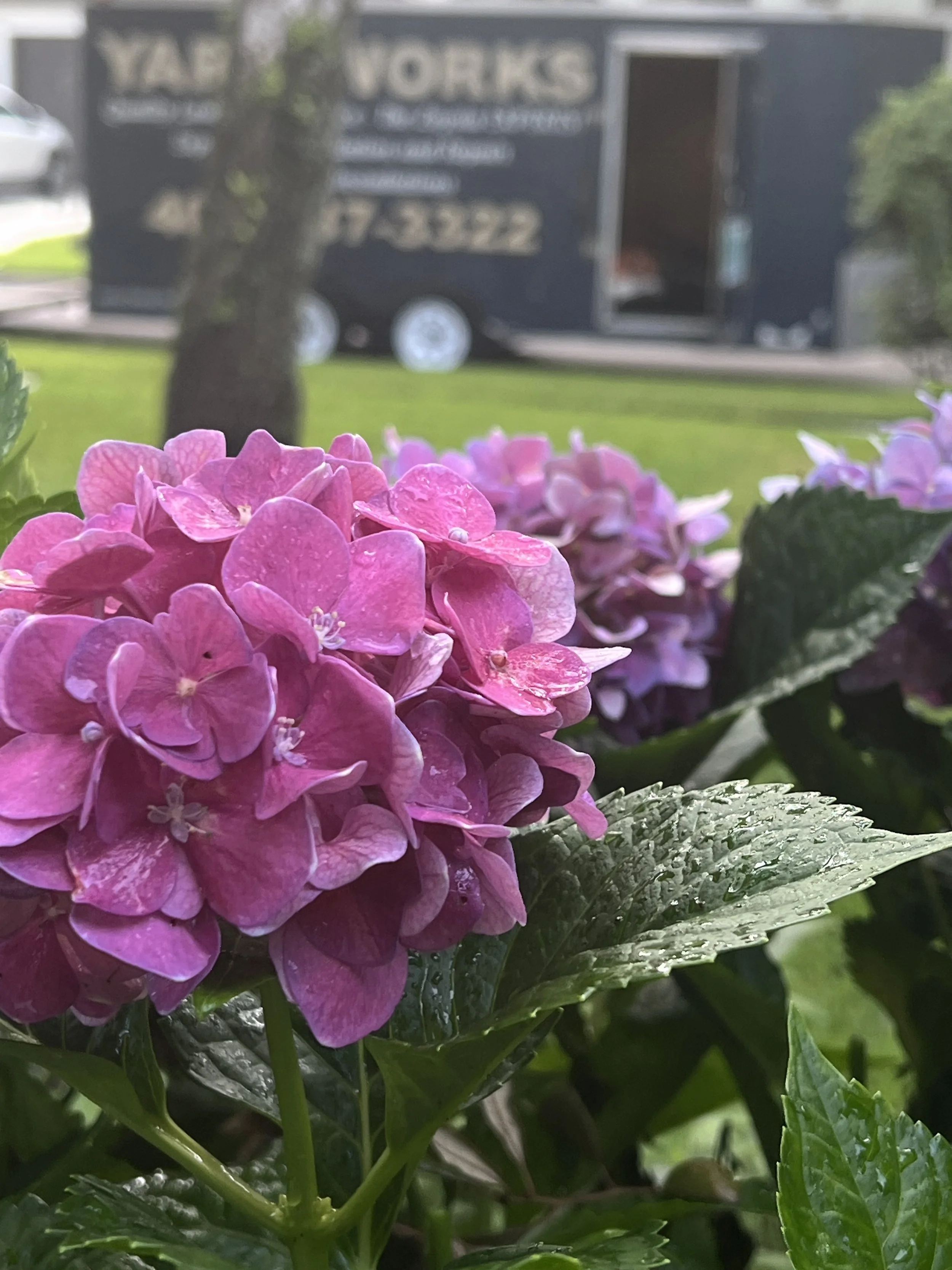 Hydrangea In Winter Park Landscape Pruned and cared for - Horticultural Services Provided by Michael Geist's Yard Works in Zone (b