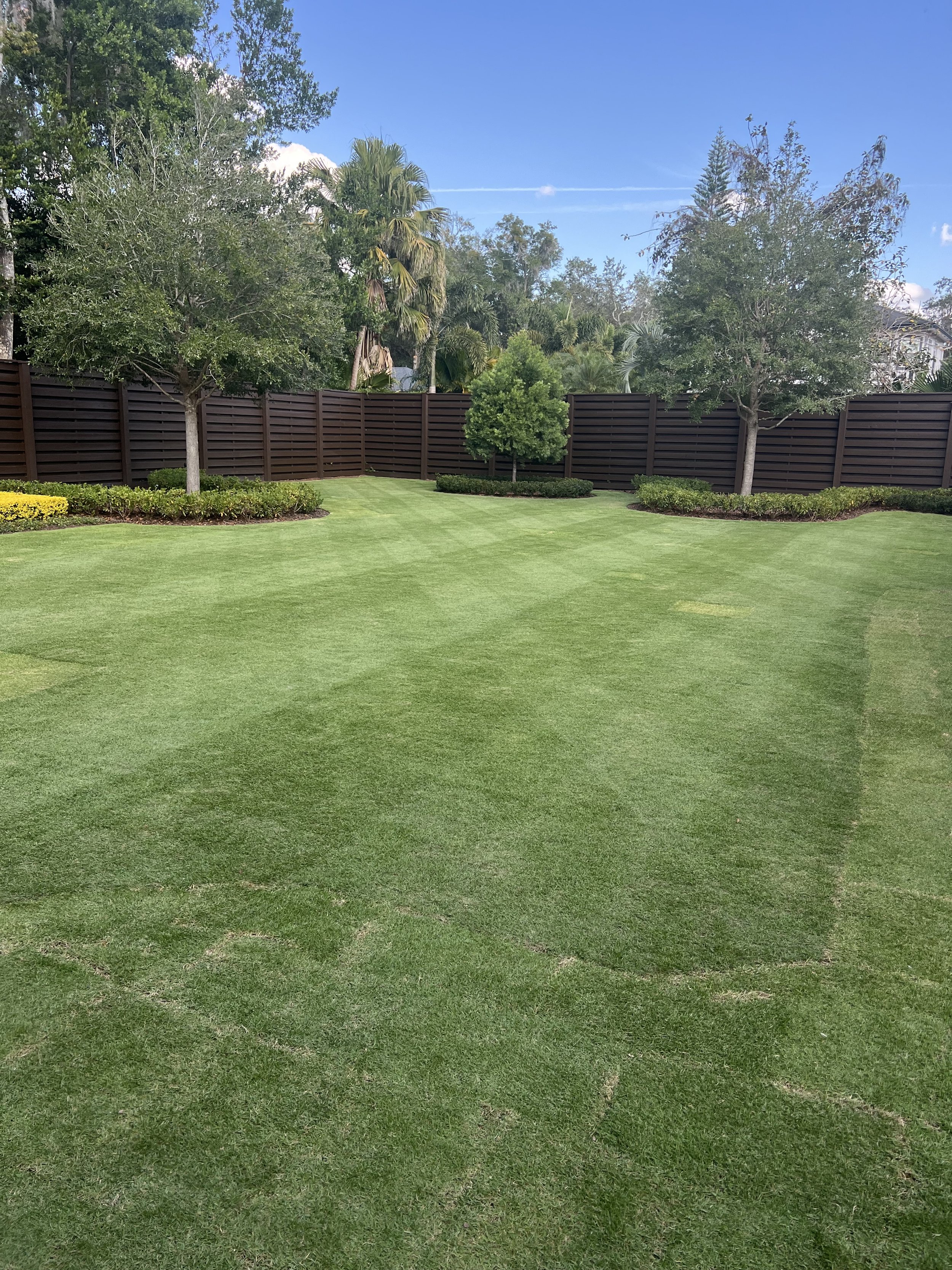CitraZoy Zoysia sod retaining color.  Picture of Citrazoy  Zoysia SOD from december of 2025 . Beautiful Zoysia Sod - Zone b  - Winter Park / Maitland Florida .   Michael Geist's Yard Works 