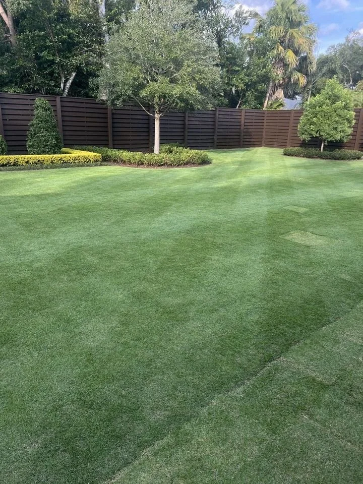 Soft CitraZoy Zoysia lawn with reel-mower stripes in a Winter Park Florida backyard