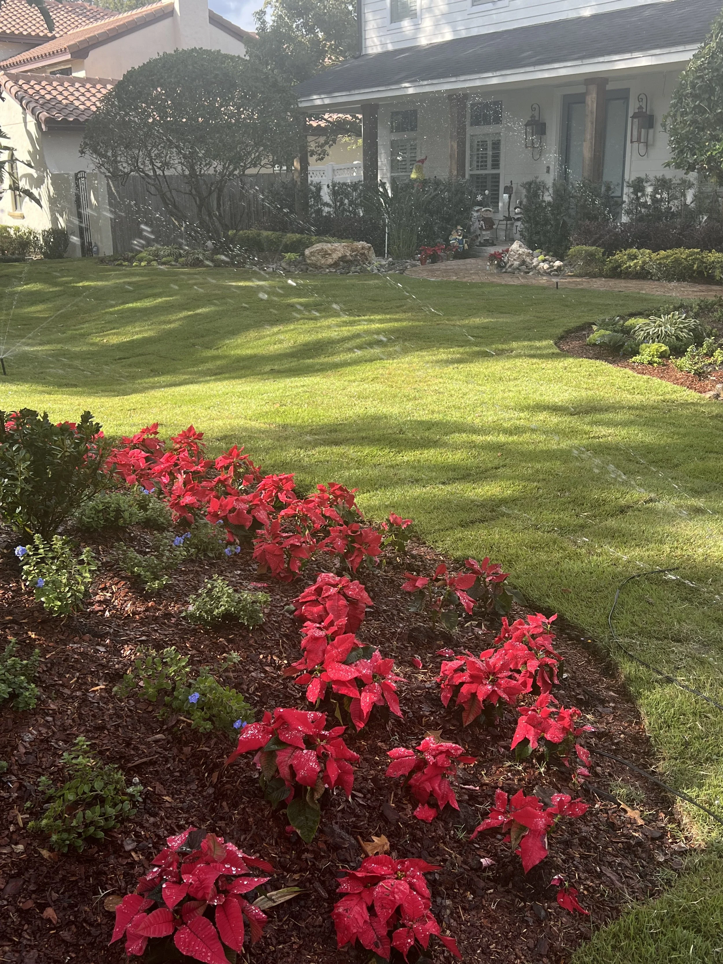 WInter Park Landscape Installation and renovation at 1411 Place Picardy including CitraZoy Zoysia Sod Installation which is watered by a irrigation make over that includes conversion over to Hunter MPR's .   RockBed Landscape Make over . All work com