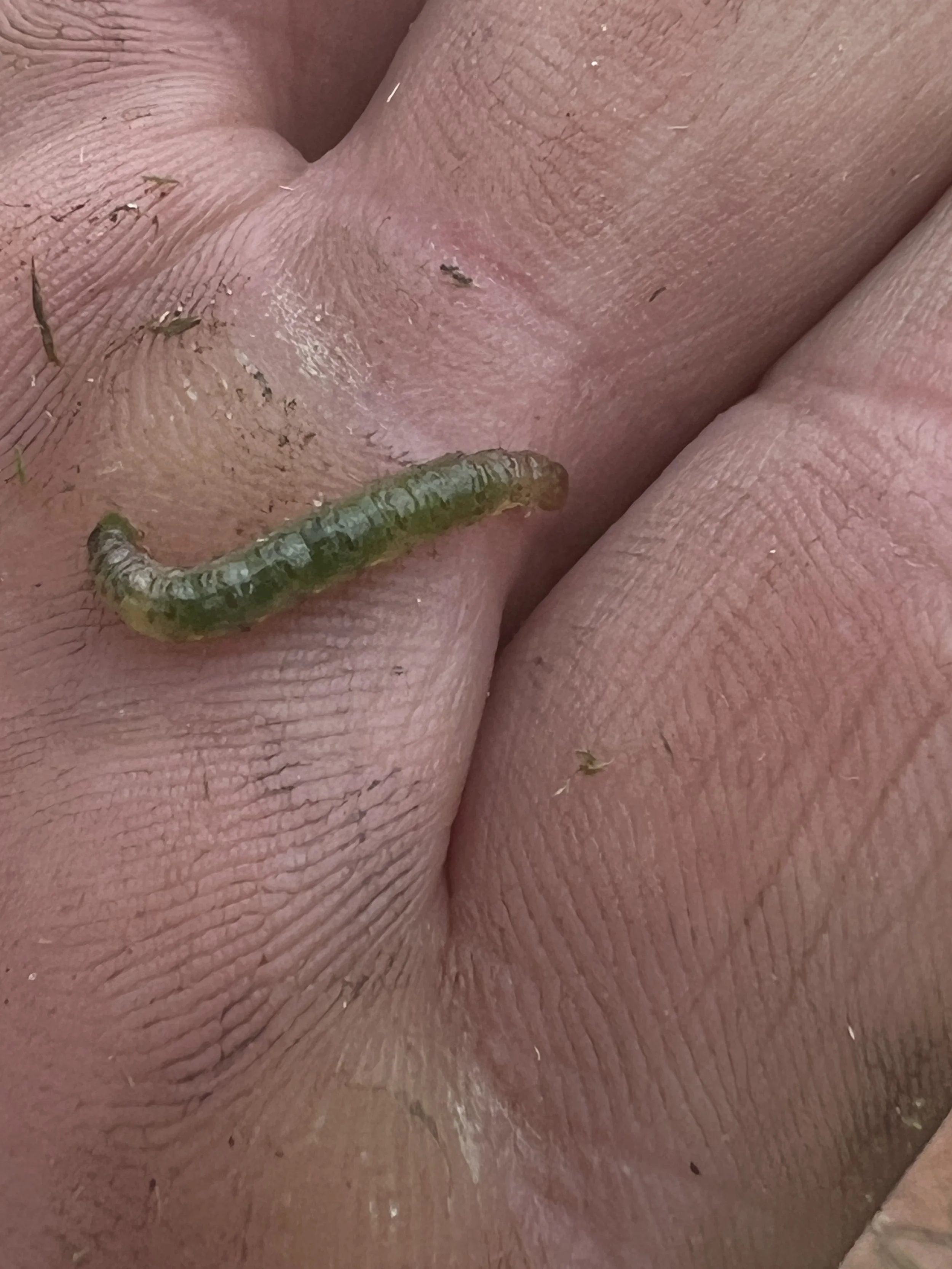 Tropical Sod Web Worm found while inspecting damage in a potential Clients Winter Springs Lawn and Landscape. Horticultural Services provided by Michael Geist's Yard Works in Zone 9b .