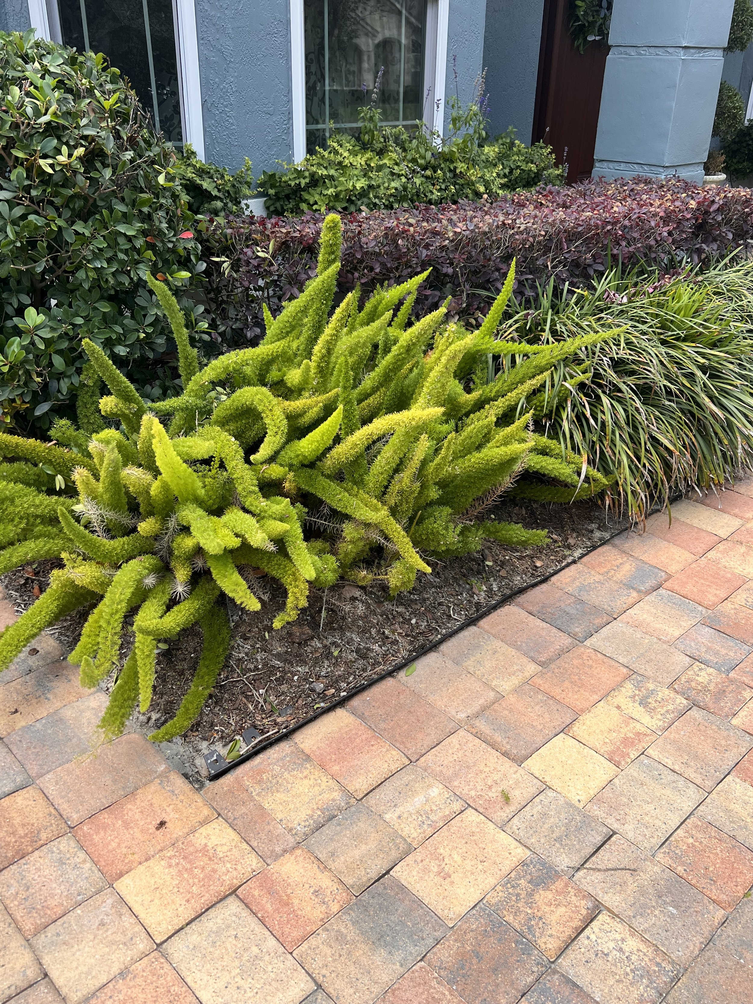 Oviedo Lawn and Landscape Services , Oviedo Sod Installation , Oviedo Irrigation Services , Winter Park Sod Installation Service , Winter Park Lawn and Landscape Services , Winter Park Irrigation Services . Winter Springs Sod Installations , Winter