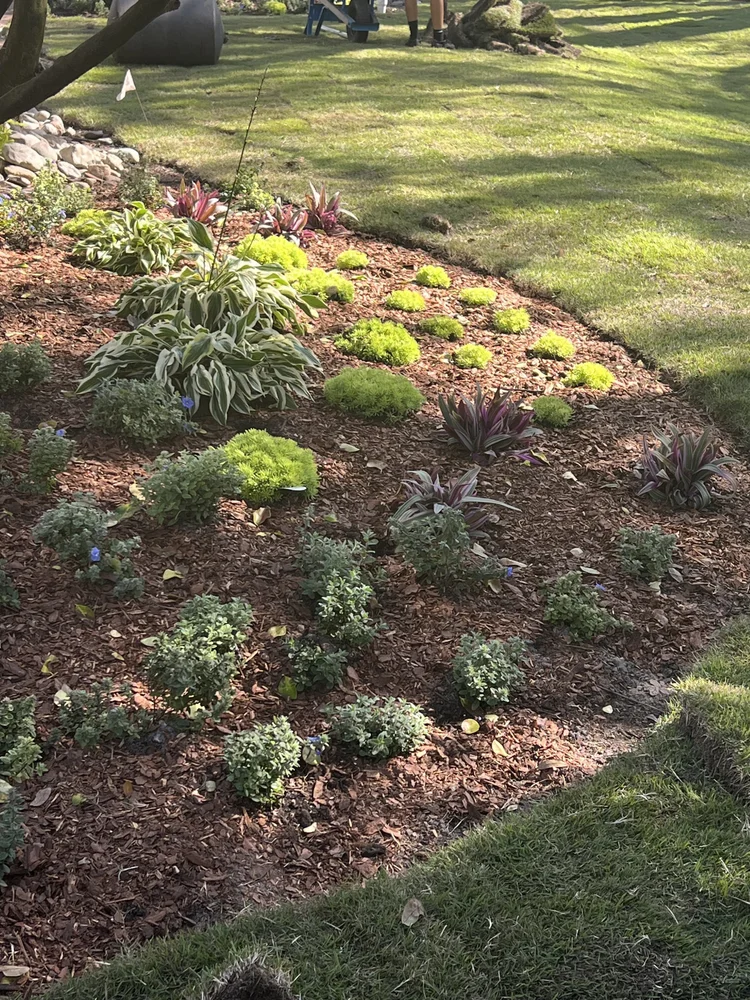 Landscape installation with zoysia sod and compost-amended soil near Oviedo