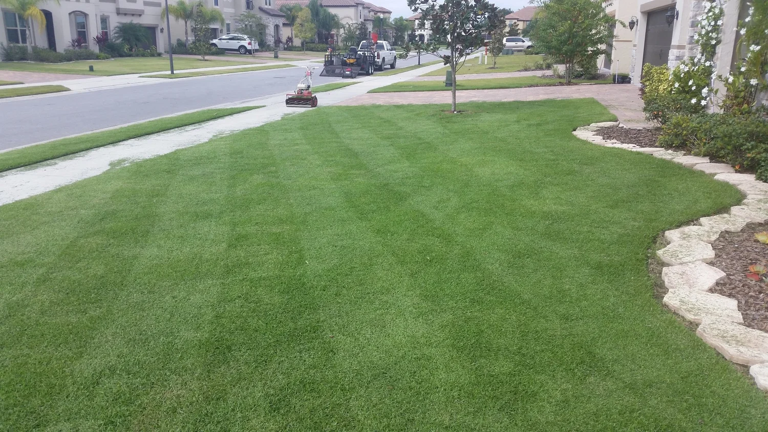 CitraZoy Zoysia sod close-up in Winter Park