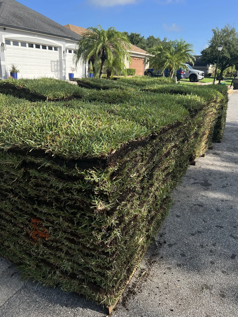 Tightly trimmed hedge line along a Central Florida sidewalk with palms overhead