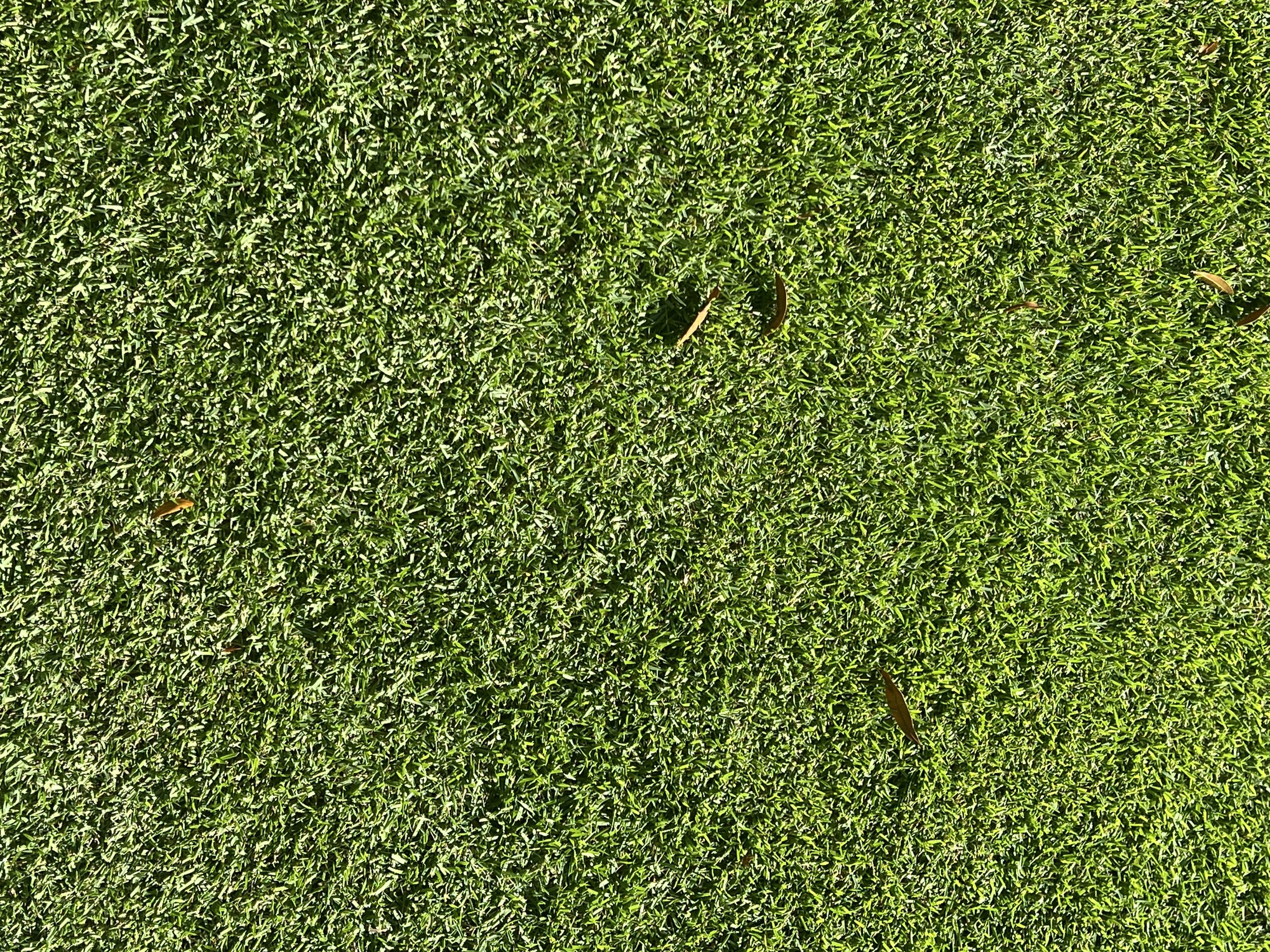 CitraZoy Zoysia sod retaining color.  Picture of Citrazoy  Zoysia SOD from december of 2025 . Beautiful Zoysia Sod - Zone b  - Winter Park / Maitland Florida .   Michael Geist's Yard Works  - What zoysia grass is right for your Orlando Yard? 