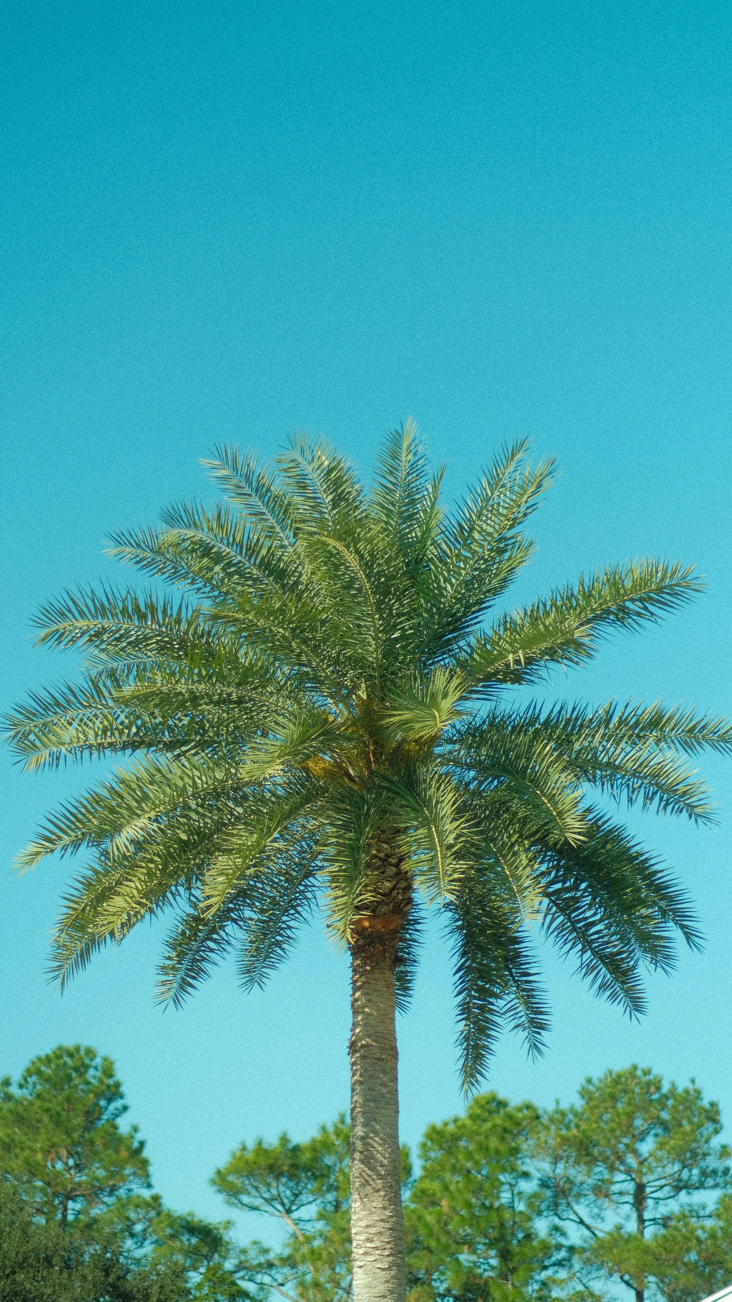 Elegant Palm In a Lake Mary Lawn and Landscape