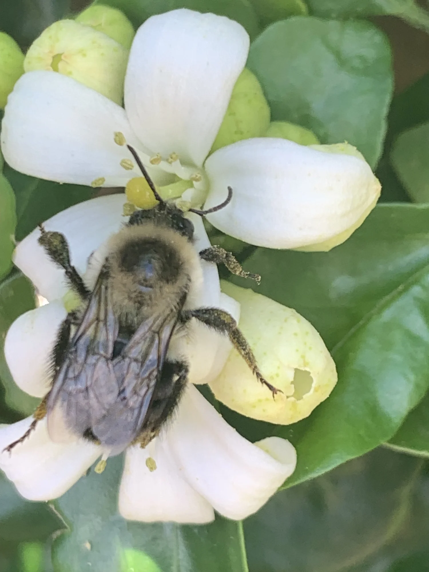 Pollinator bee working a white flower in a Winter Park, Florida landscape planting