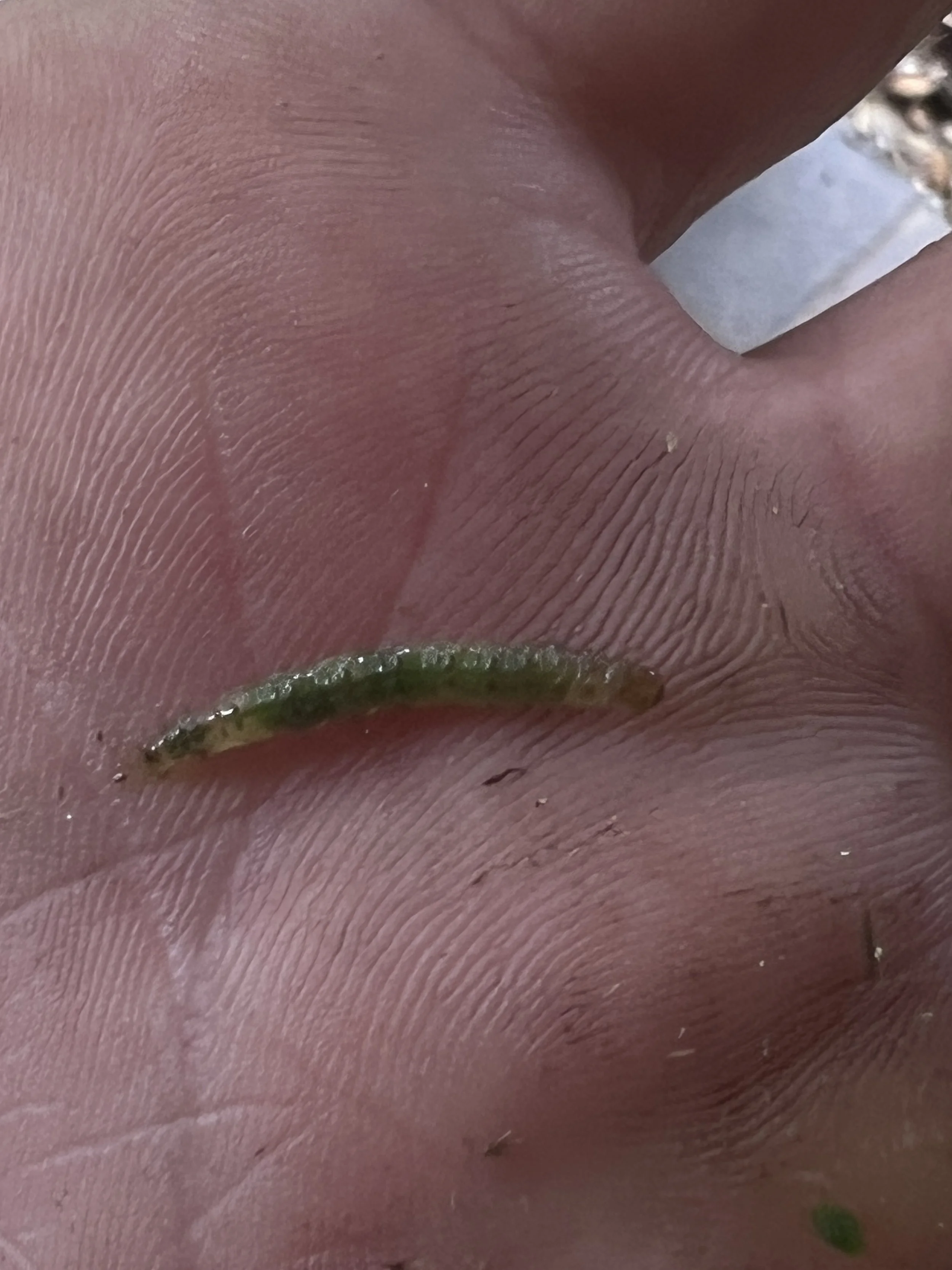 Tropical Sod Web Worm Damage found in Winter Park Lawn in Zone 9b in late June of 2025 . Horticultural and landscape Services provided by Michael Geist's Yard Works