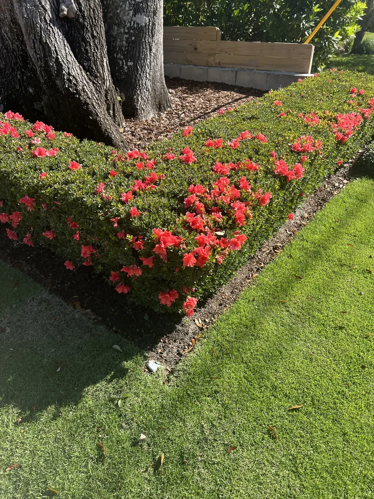 Landscape with reel-mowed zoysia and accent plantings