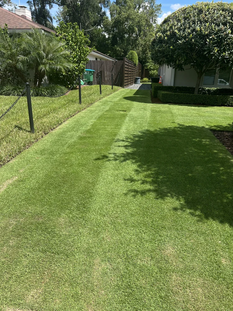 Citrazoy zoysia lawn maintenance